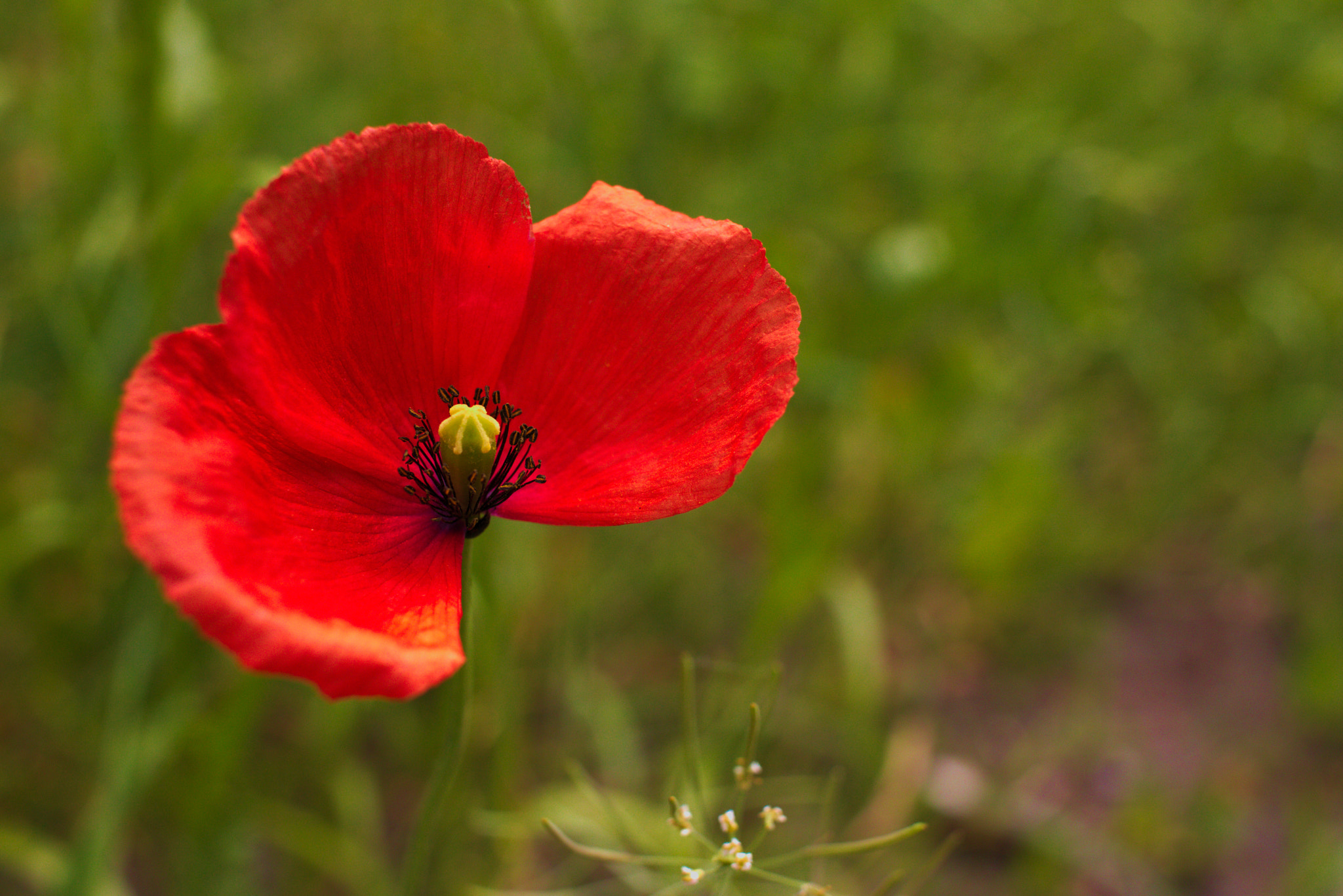 Canon EF-S 24mm F2.8 STM sample photo