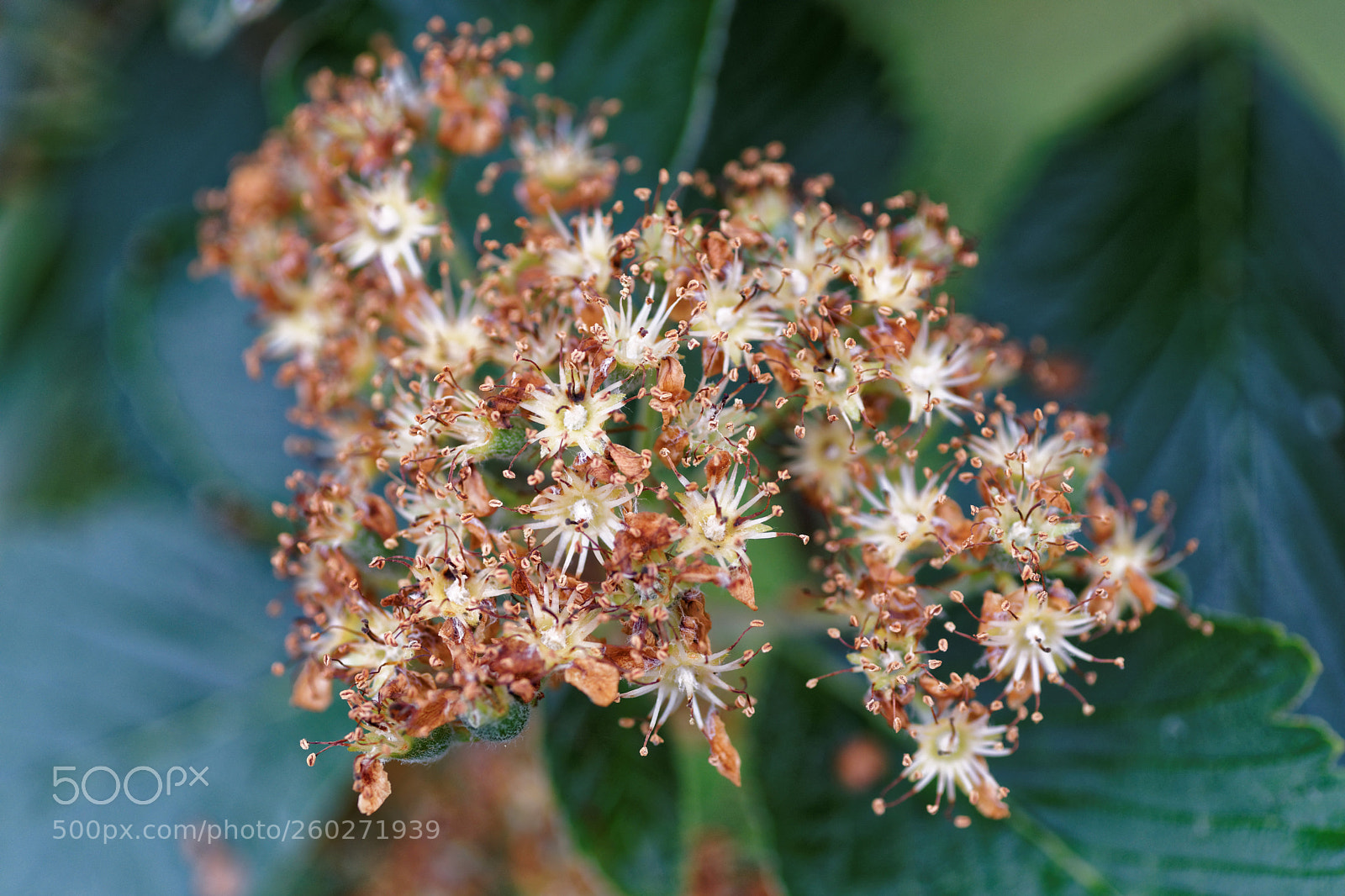 Sony a99 II sample photo. Whitebeam photography