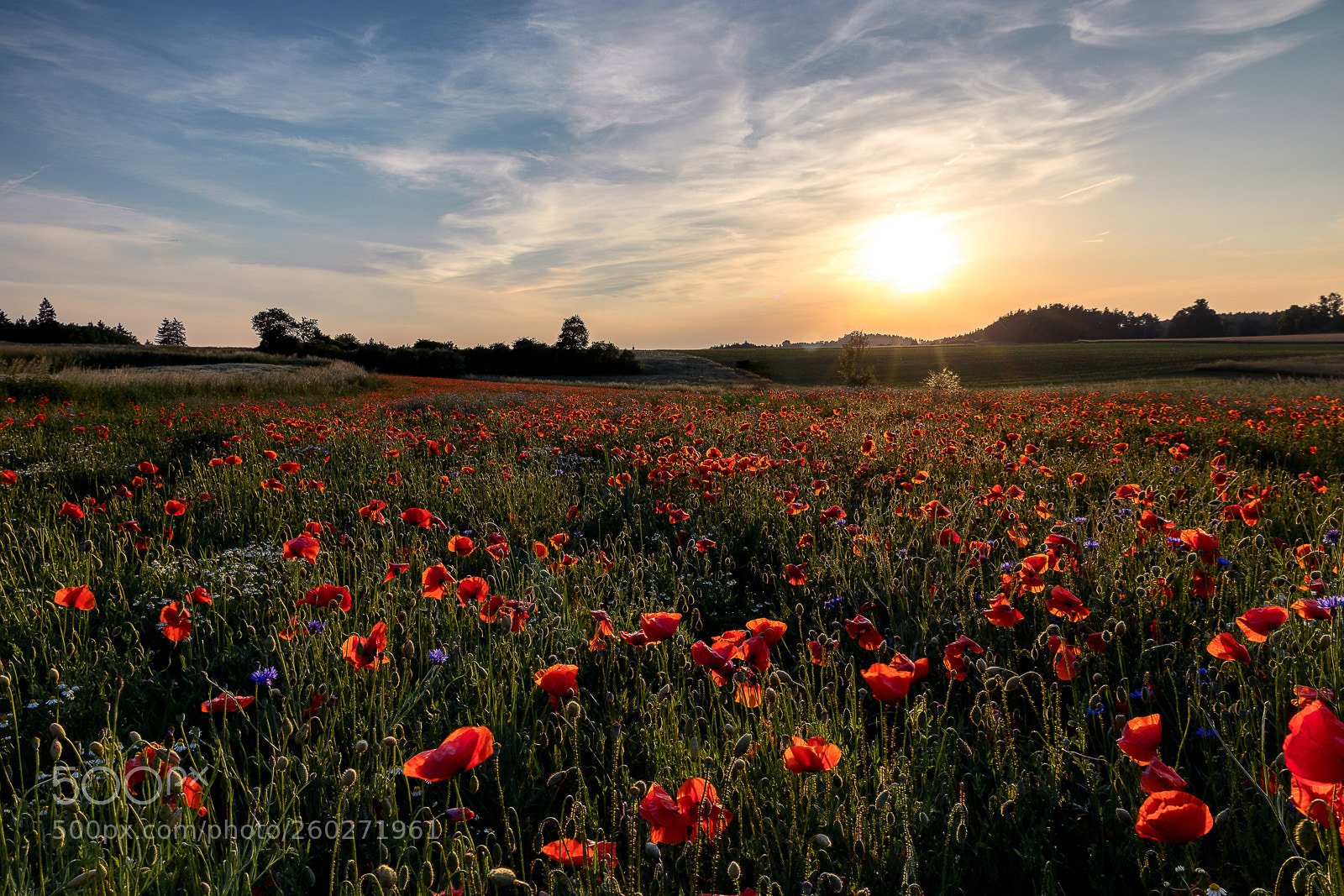 Canon EOS 80D sample photo. Field of poppies photography