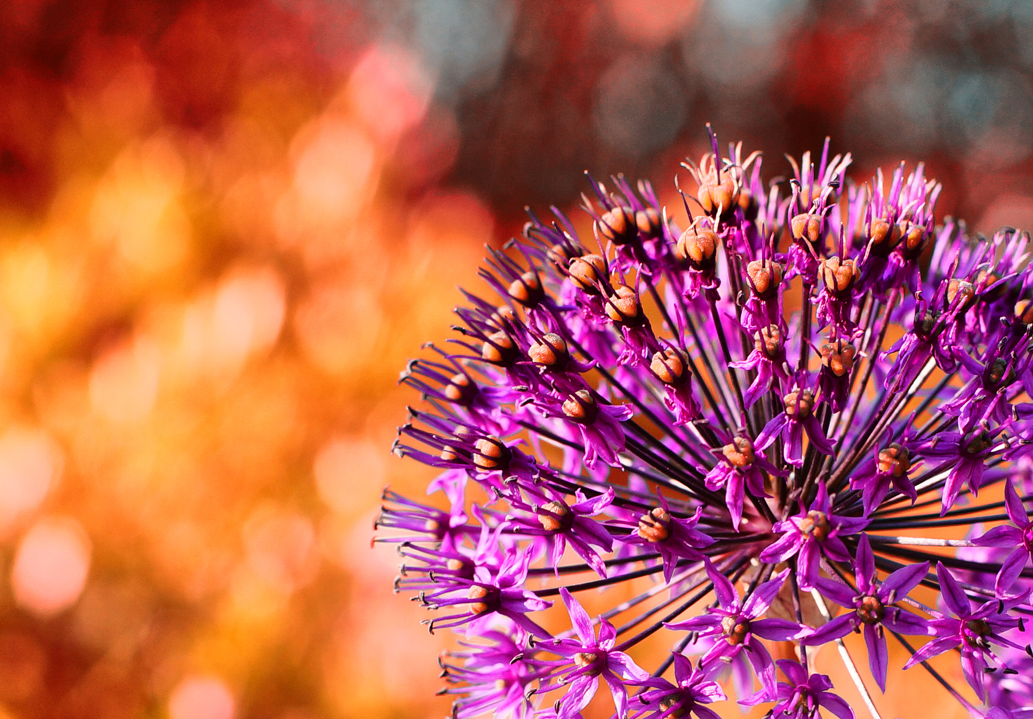 Sony SLT-A57 sample photo. An allium for my hs photography