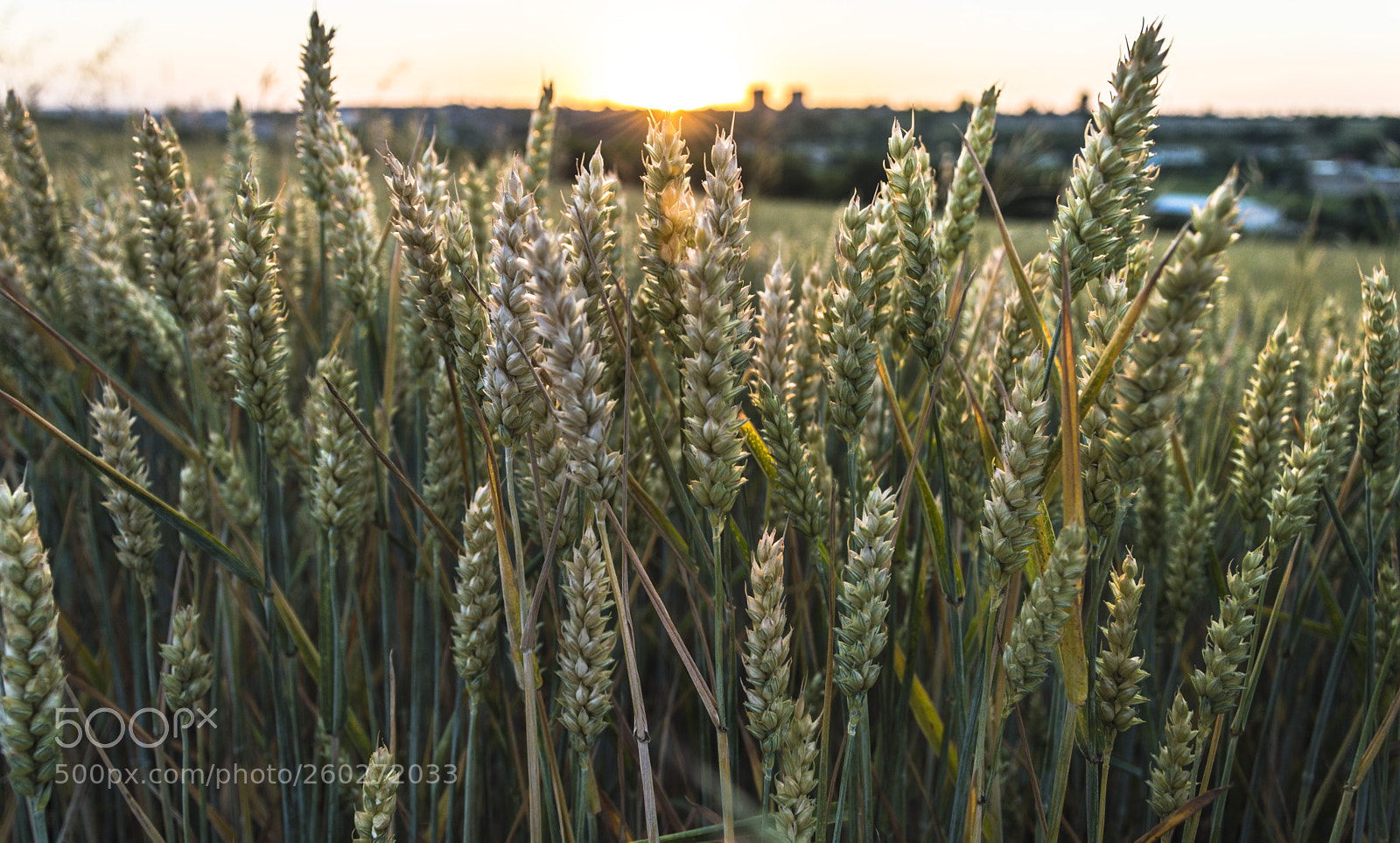 Nikon D3200 sample photo. Wheat photography