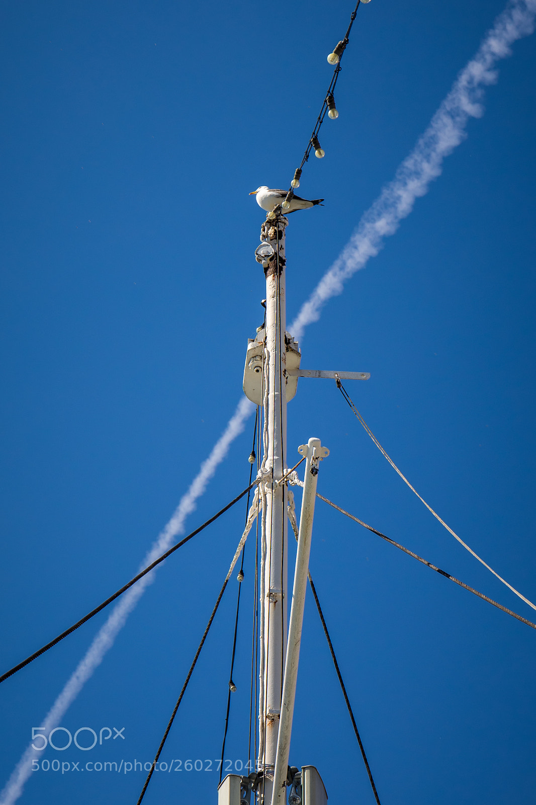 Canon EOS 5D Mark IV sample photo. Seagull photography