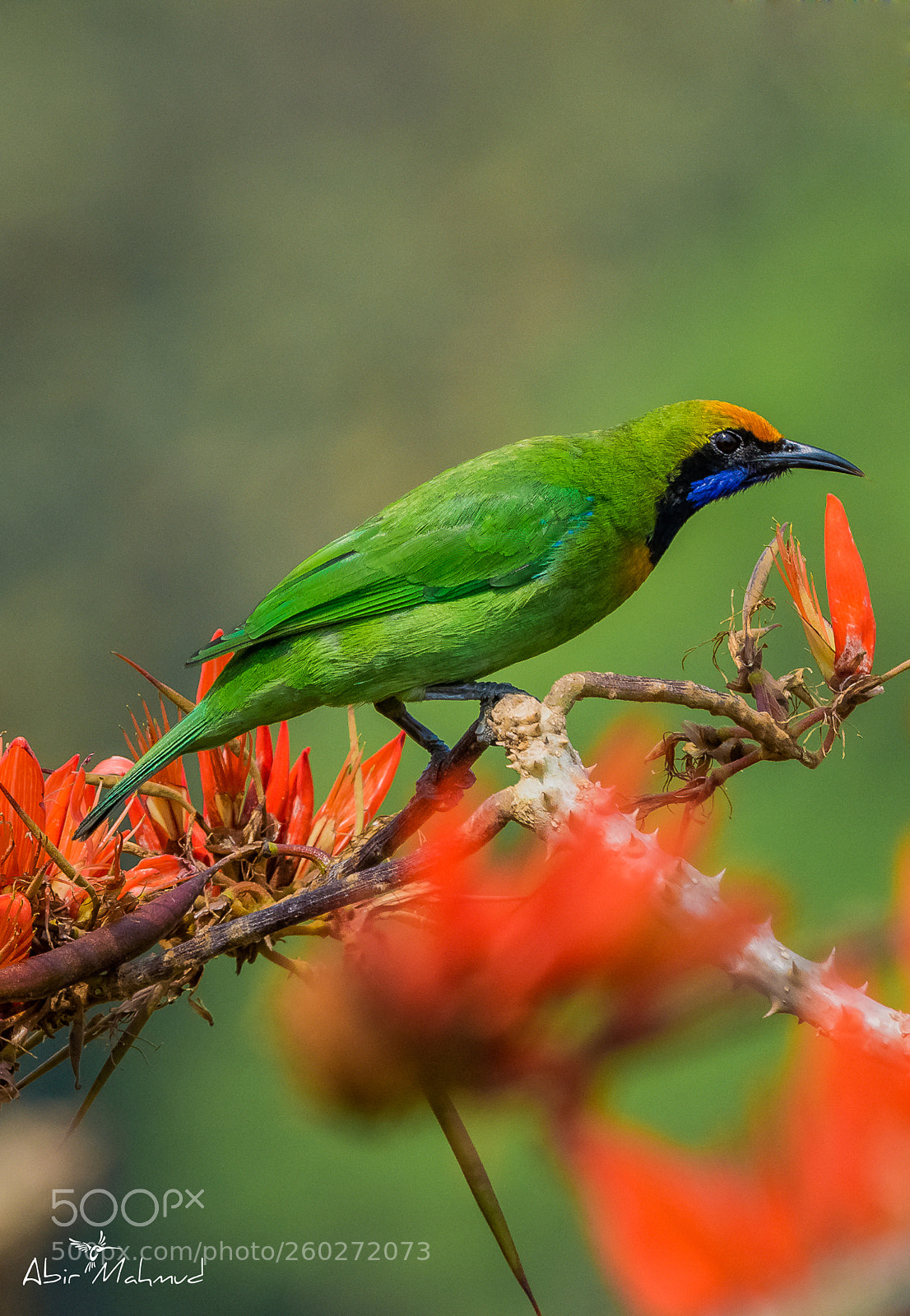 Nikon D7100 sample photo. :: golden-fronted leafbird / সোনাকপালি হরবোলা :: photography