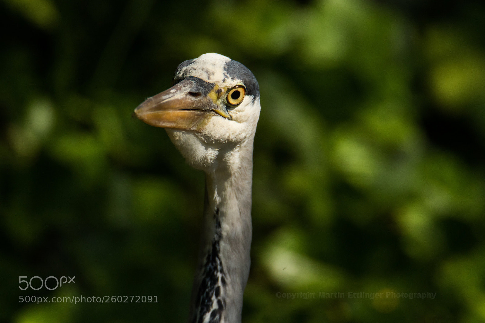 Canon EOS 7D Mark II sample photo. Grey heron ardea cinerea photography