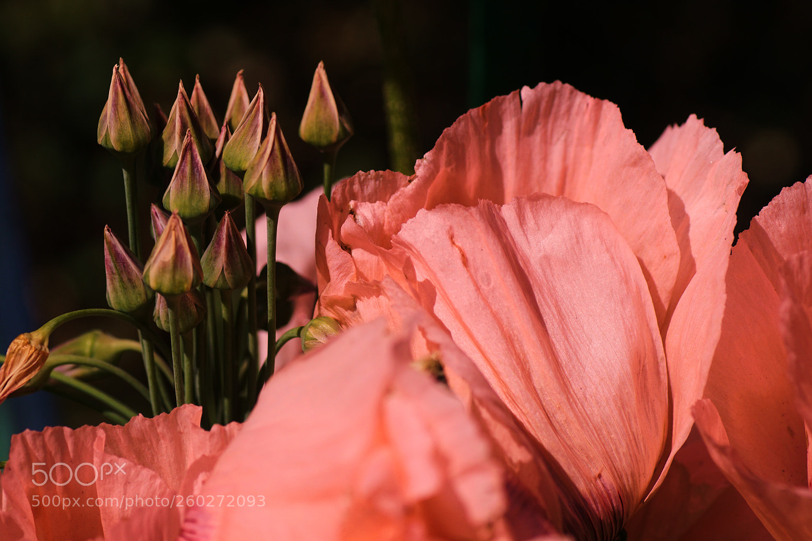Sony ILCA-77M2 sample photo. In my garden photography