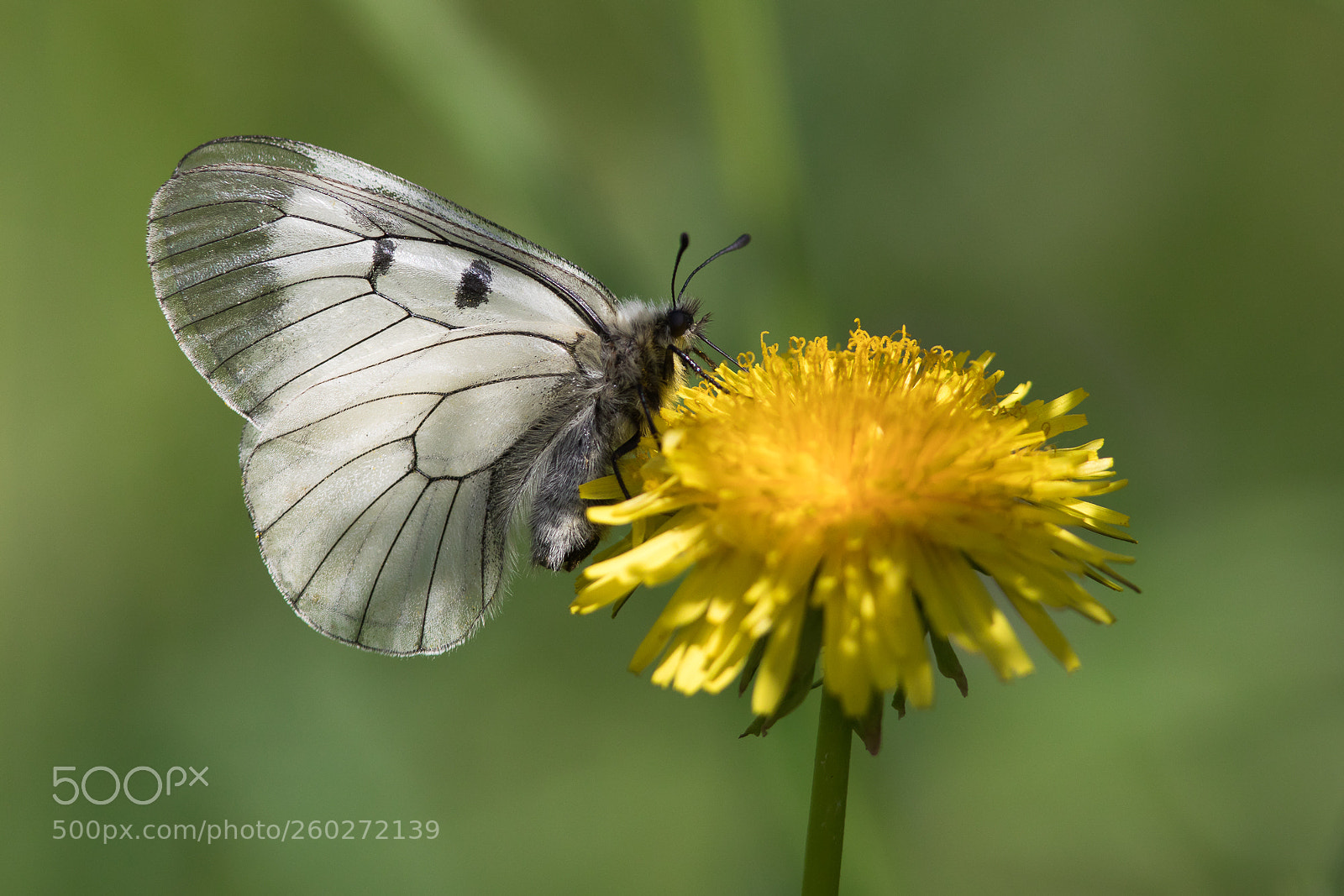 Canon EOS 5D Mark IV sample photo. Mnemosynebutterfly photography