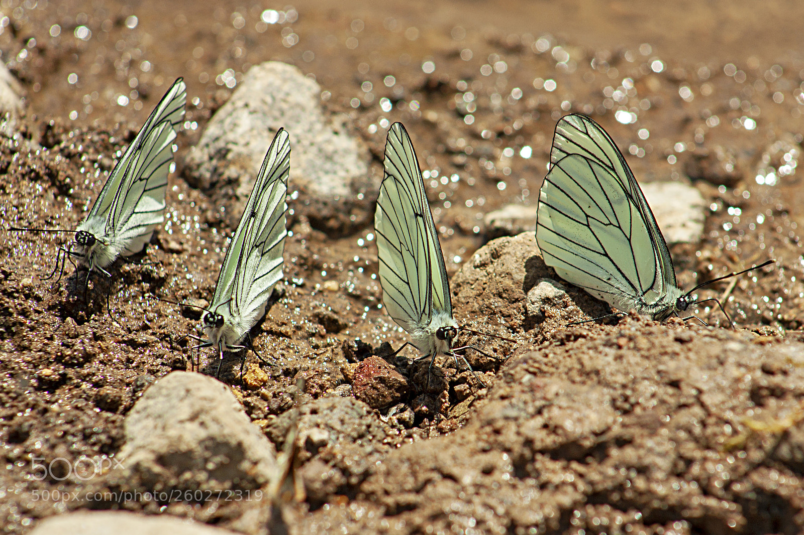 Canon EOS 450D (EOS Rebel XSi / EOS Kiss X2) sample photo. Dance of butterflies photography
