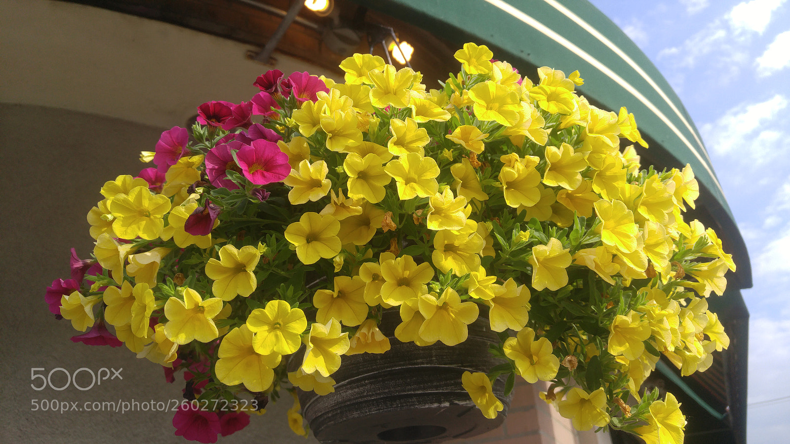 LG G4 sample photo. Hardy flowers photography