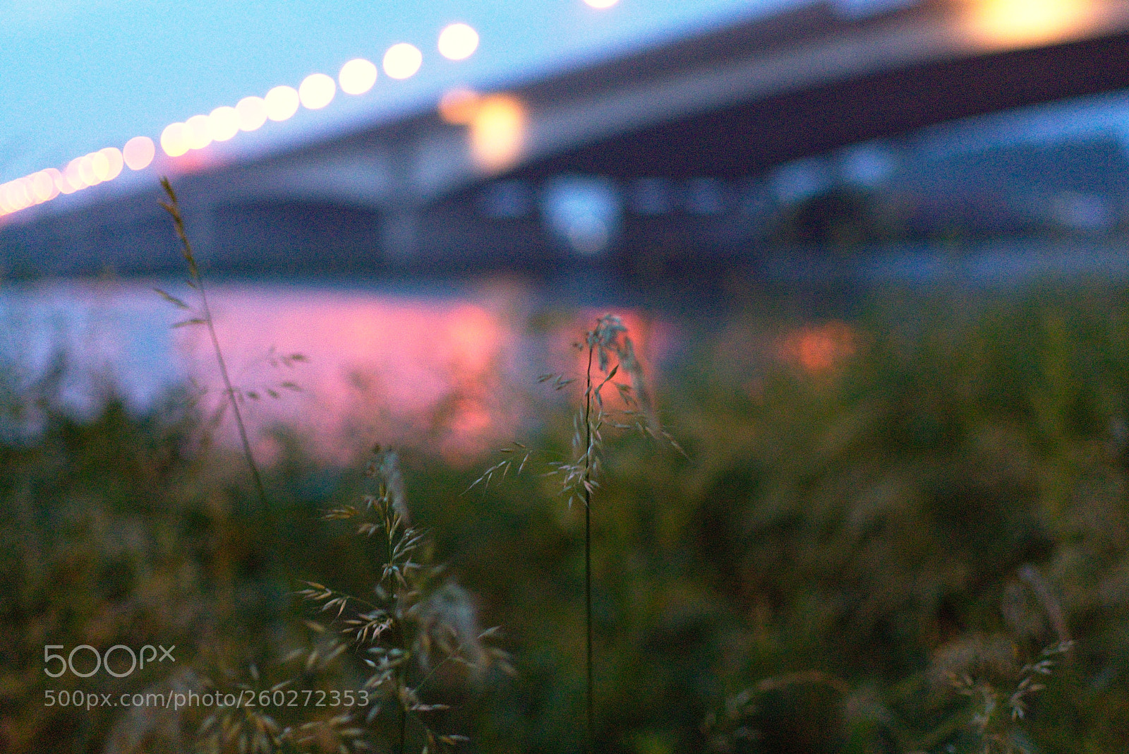 Nikon D3400 sample photo. Grass bright in the photography