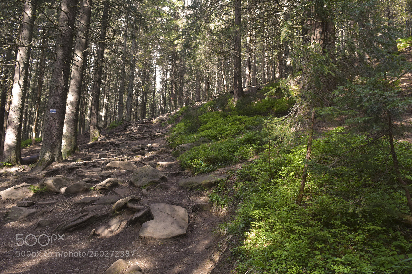 Nikon D7200 sample photo. A forest road photography