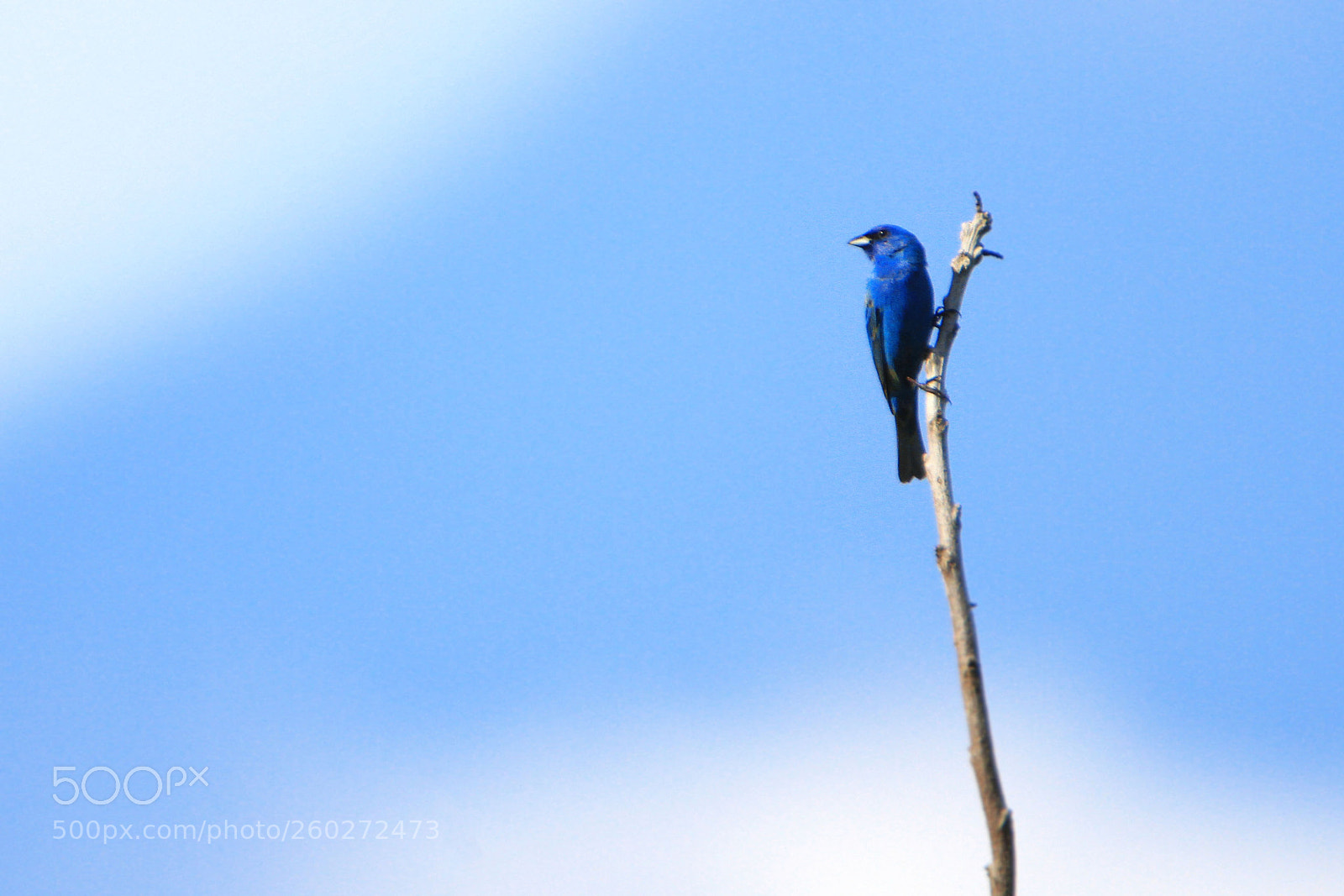 Canon EOS 7D sample photo. Indigo in the sky photography