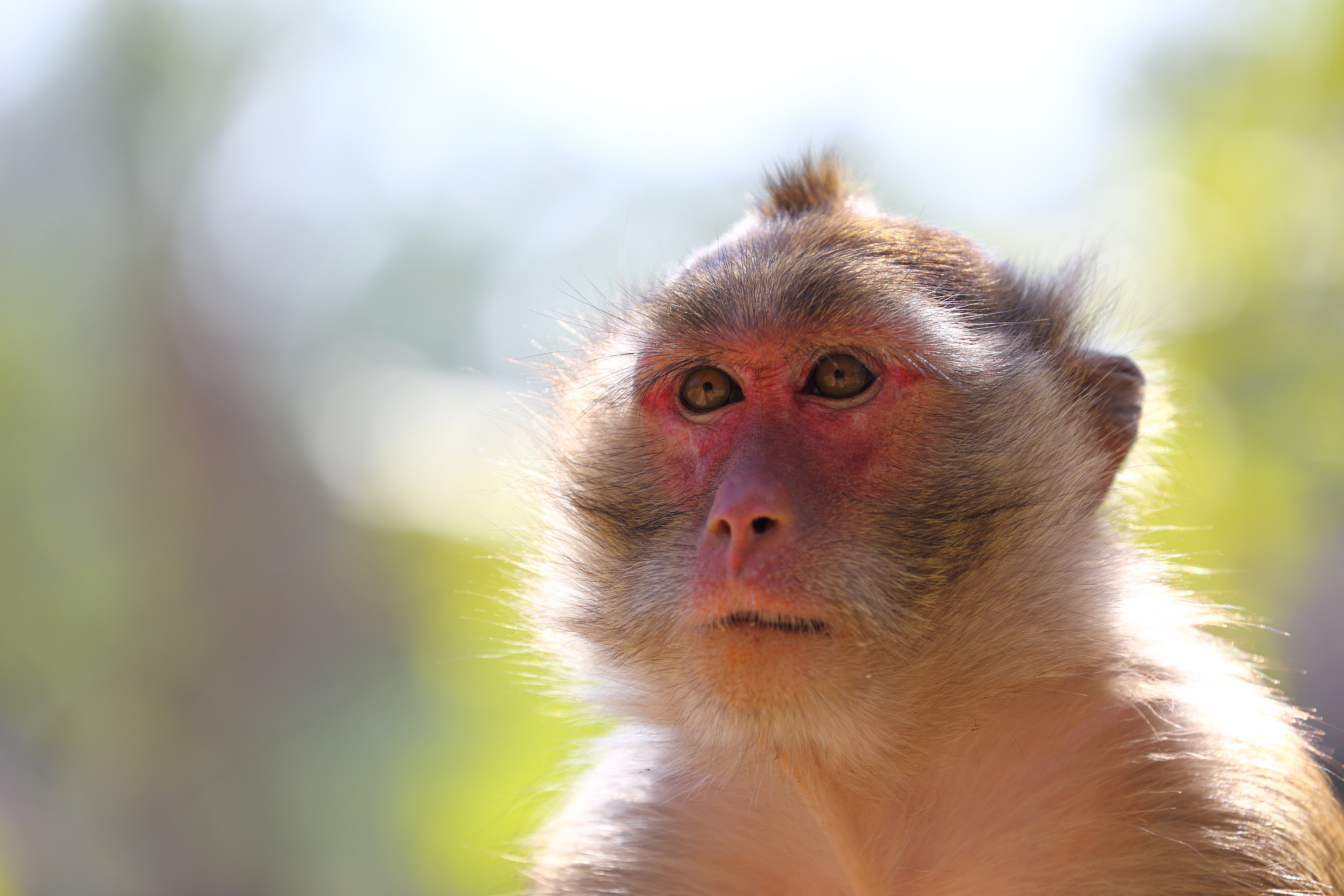 Canon EF 70-300mm F4-5.6L IS USM sample photo. Macaque portrait photography