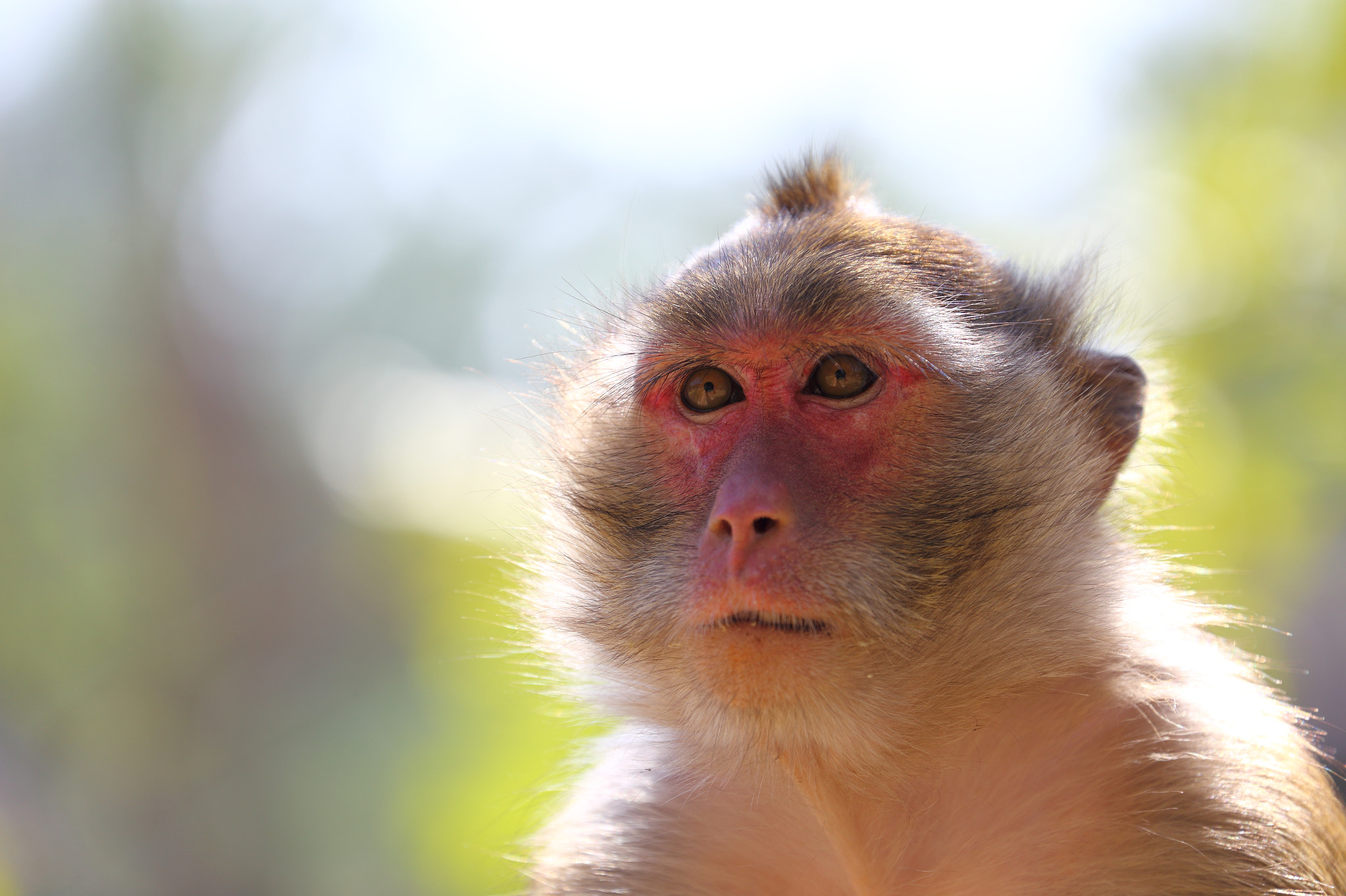 Canon EOS 6D sample photo. Macaque portrait photography