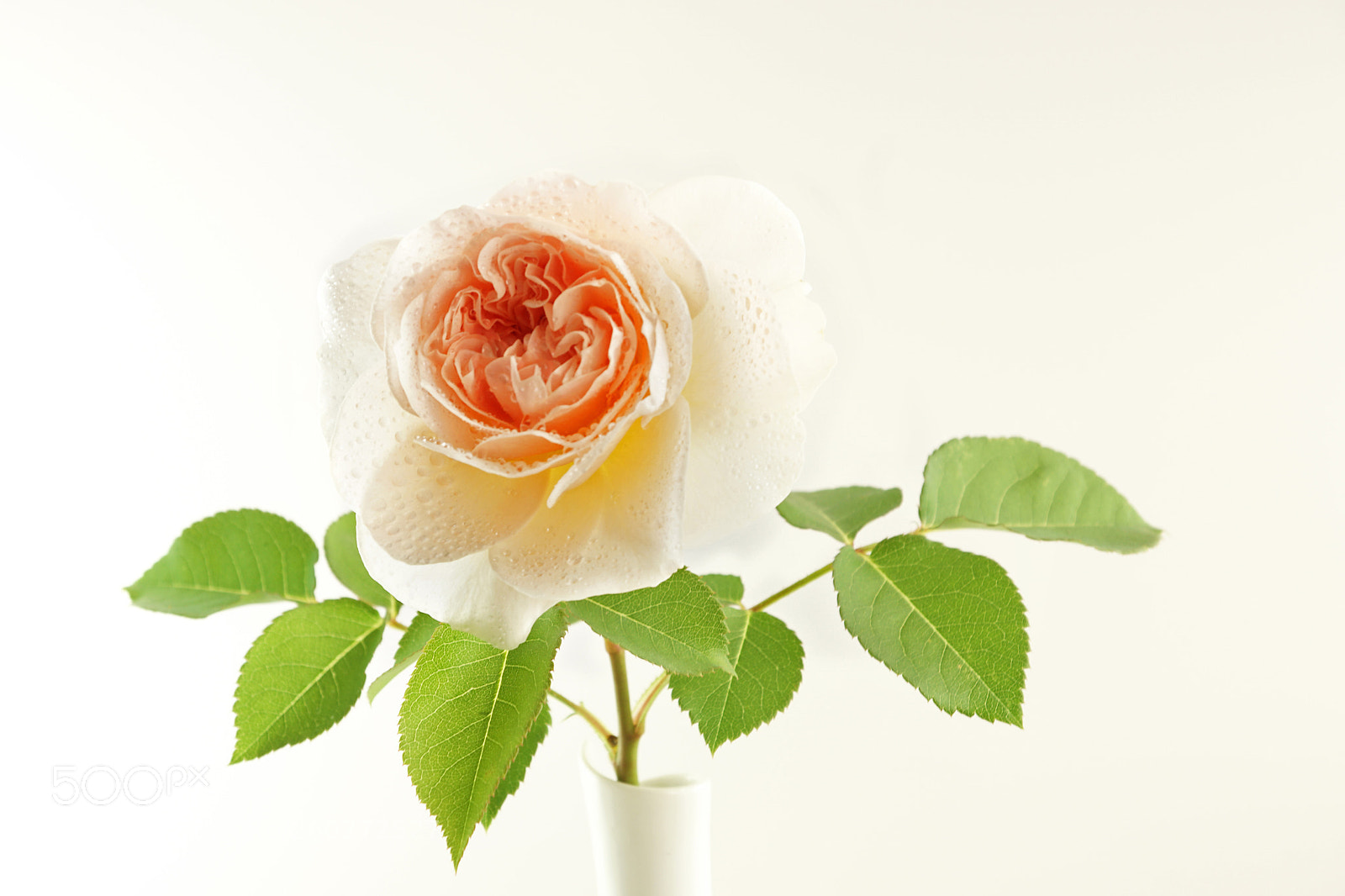 Sony ILCA-77M2 sample photo. No rose without a photography