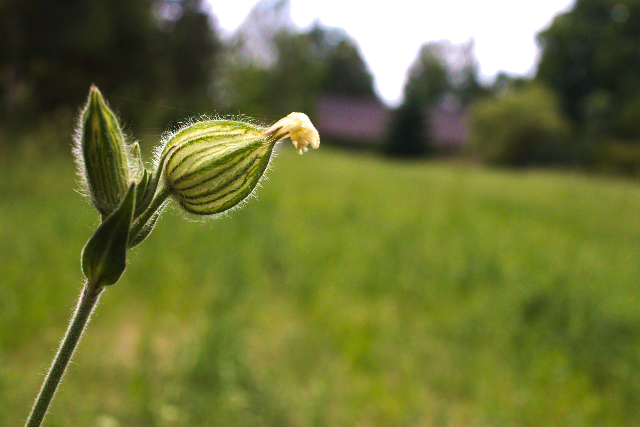 Canon EF-S 24mm F2.8 STM sample photo