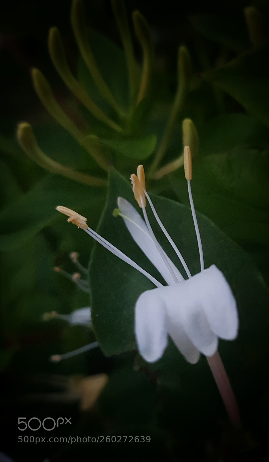 Samsung Galaxy S7 sample photo. White photography