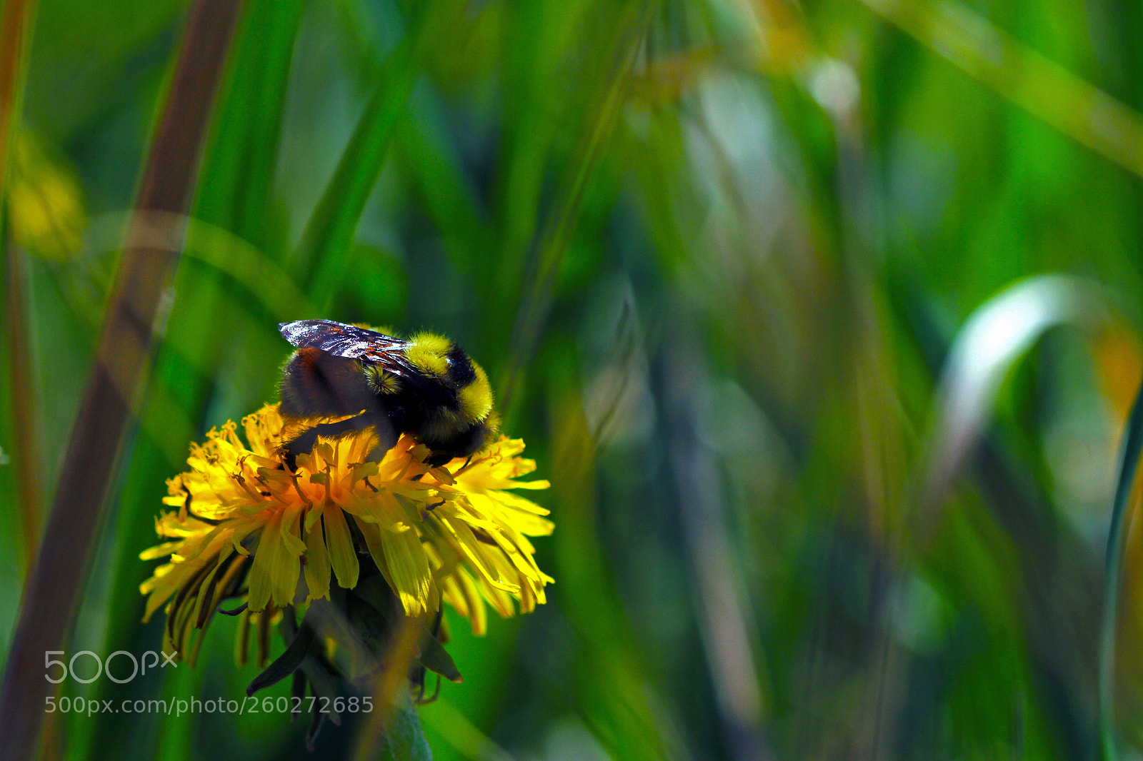 Canon EOS 7D sample photo. Bee photography