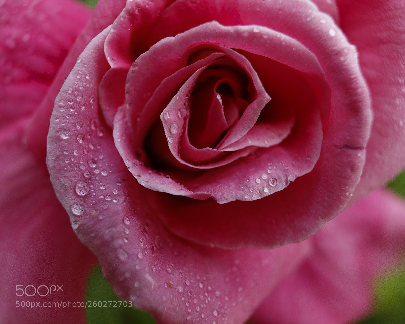 Canon EOS 5DS R sample photo. Summer rose photography