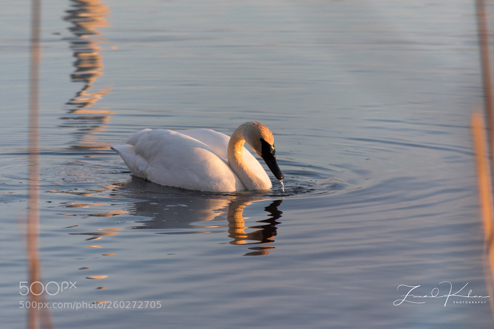 Nikon D3400 sample photo. Trumpeter swan photography