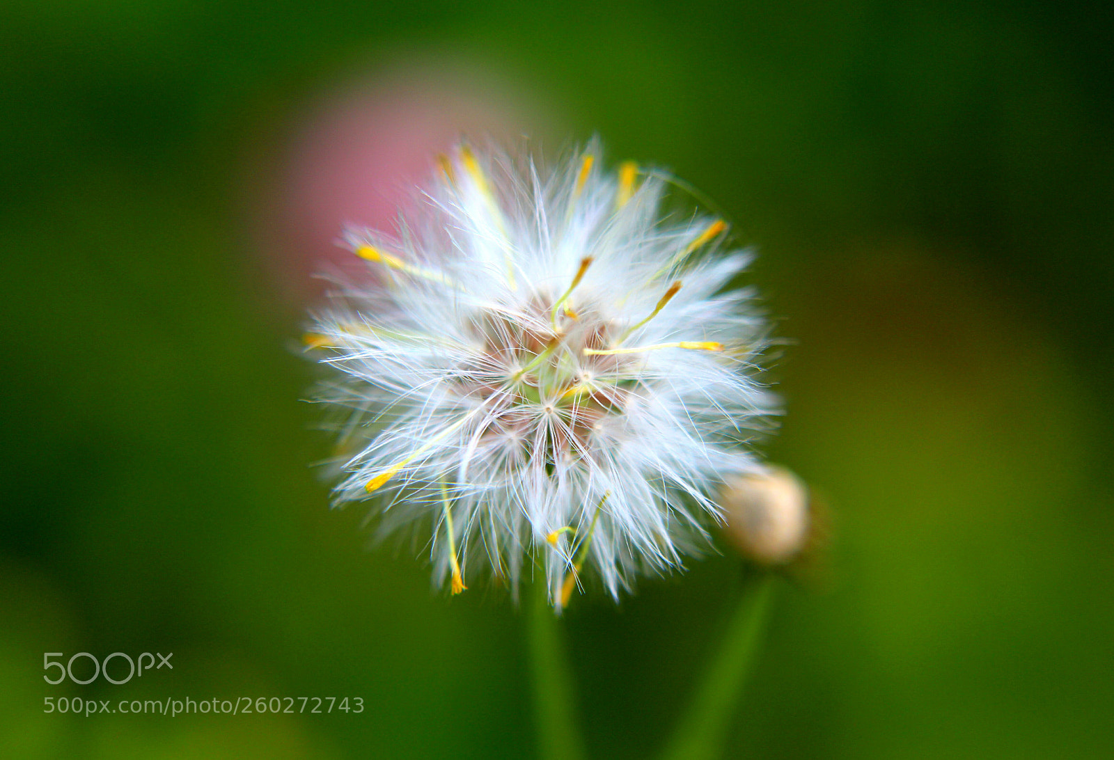 Canon EOS 1300D (EOS Rebel T6 / EOS Kiss X80) sample photo. Dandelion clock photography