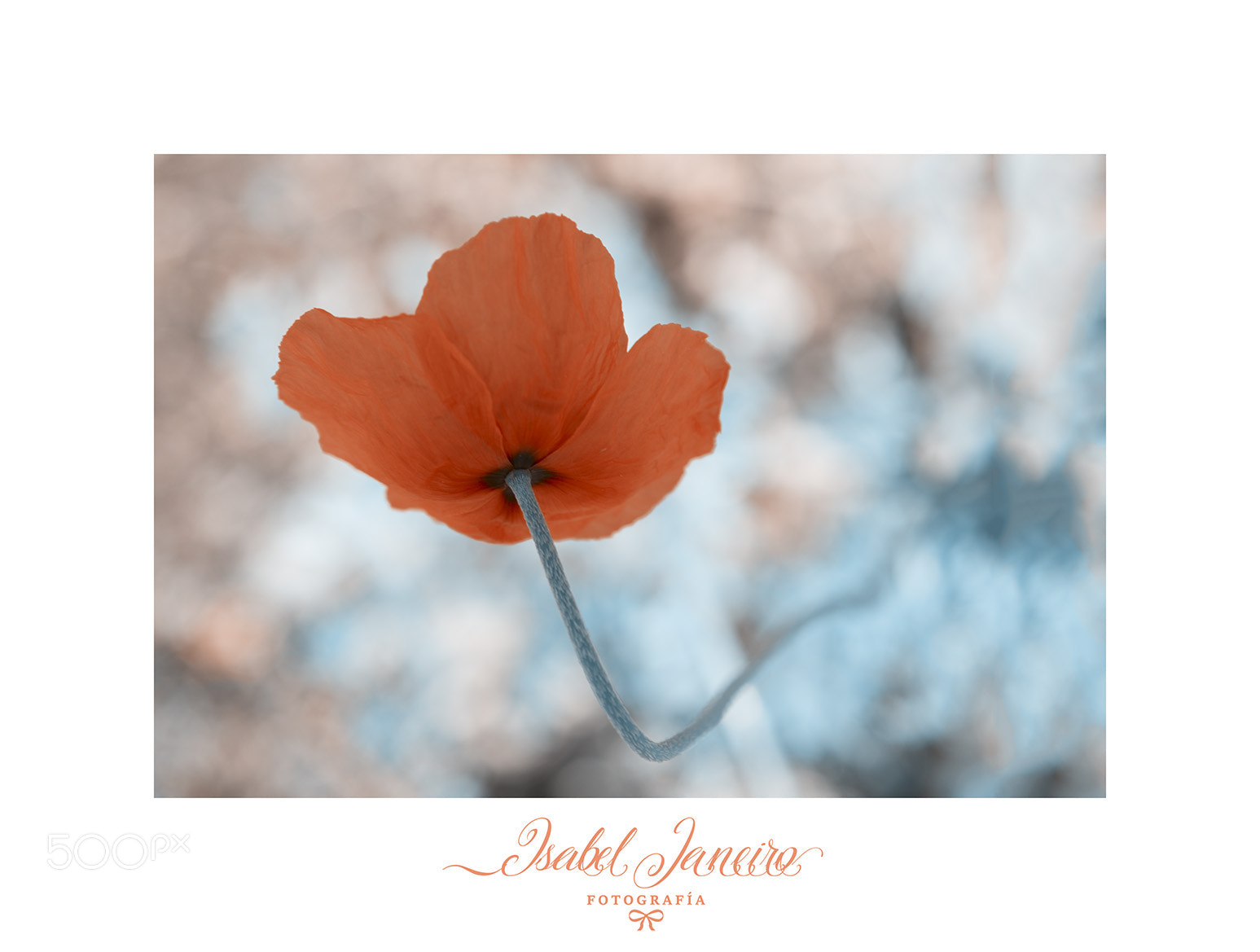 Canon EOS 6D sample photo. Fragile photography