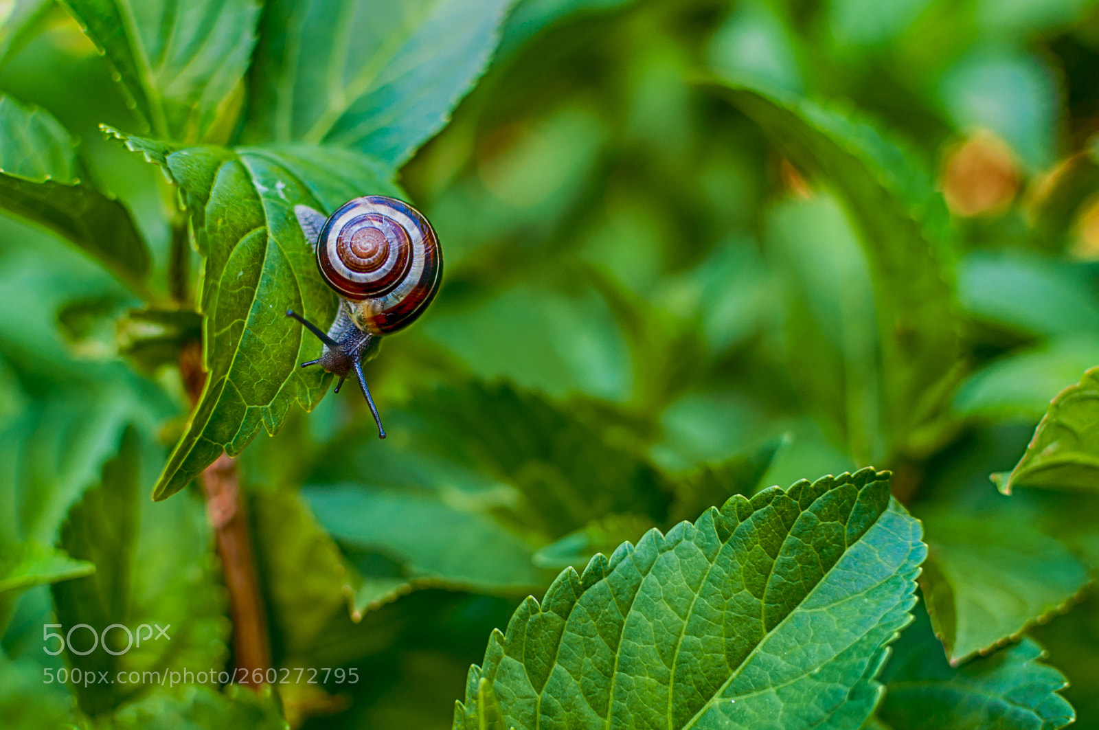 Nikon D90 sample photo. Fibonacci snail photography