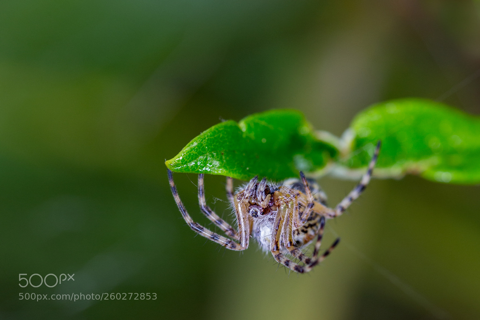 Canon EOS 6D sample photo. Spider  260518-3975 photography