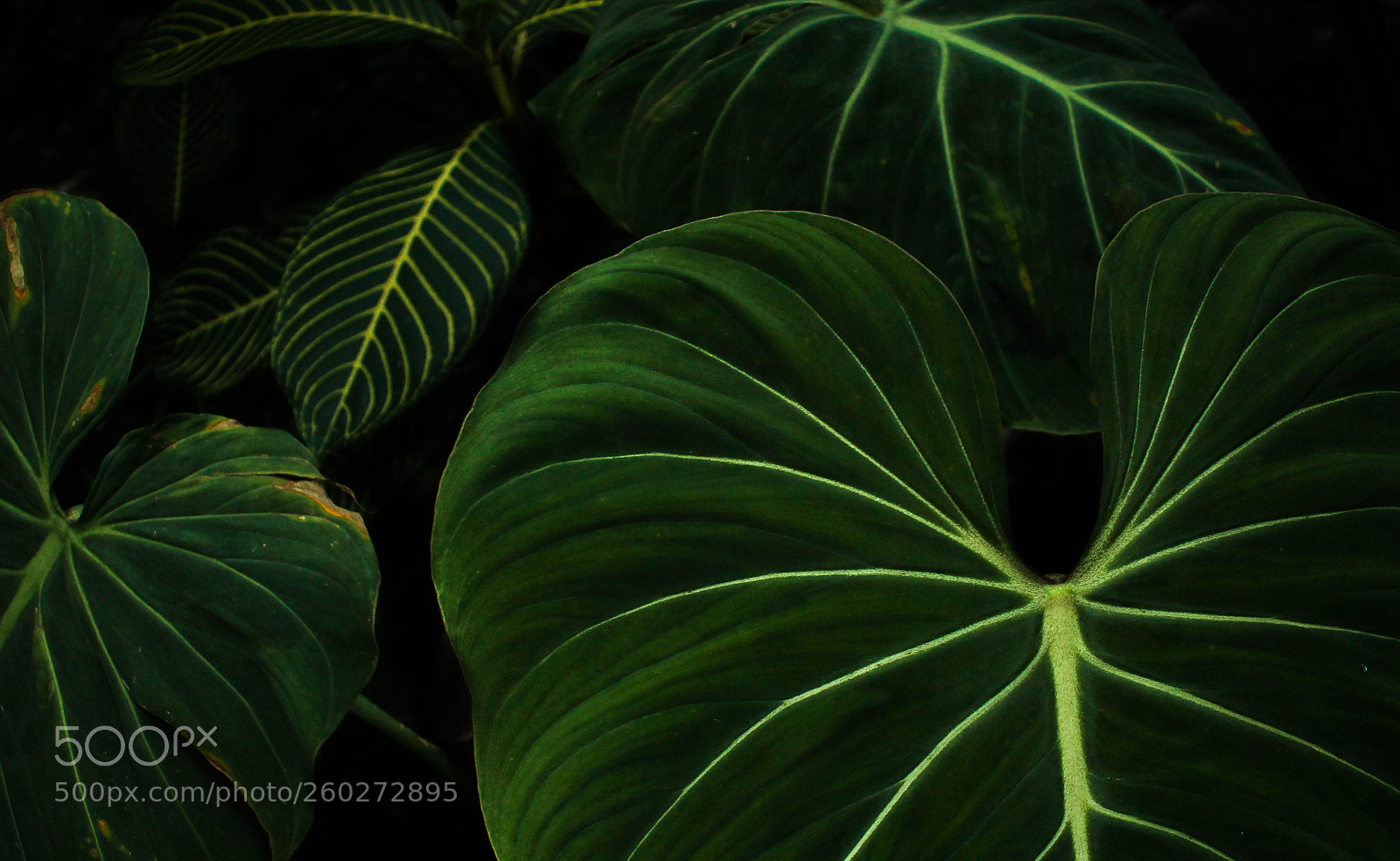 Canon EOS 1300D (EOS Rebel T6 / EOS Kiss X80) sample photo. Nature veins photography
