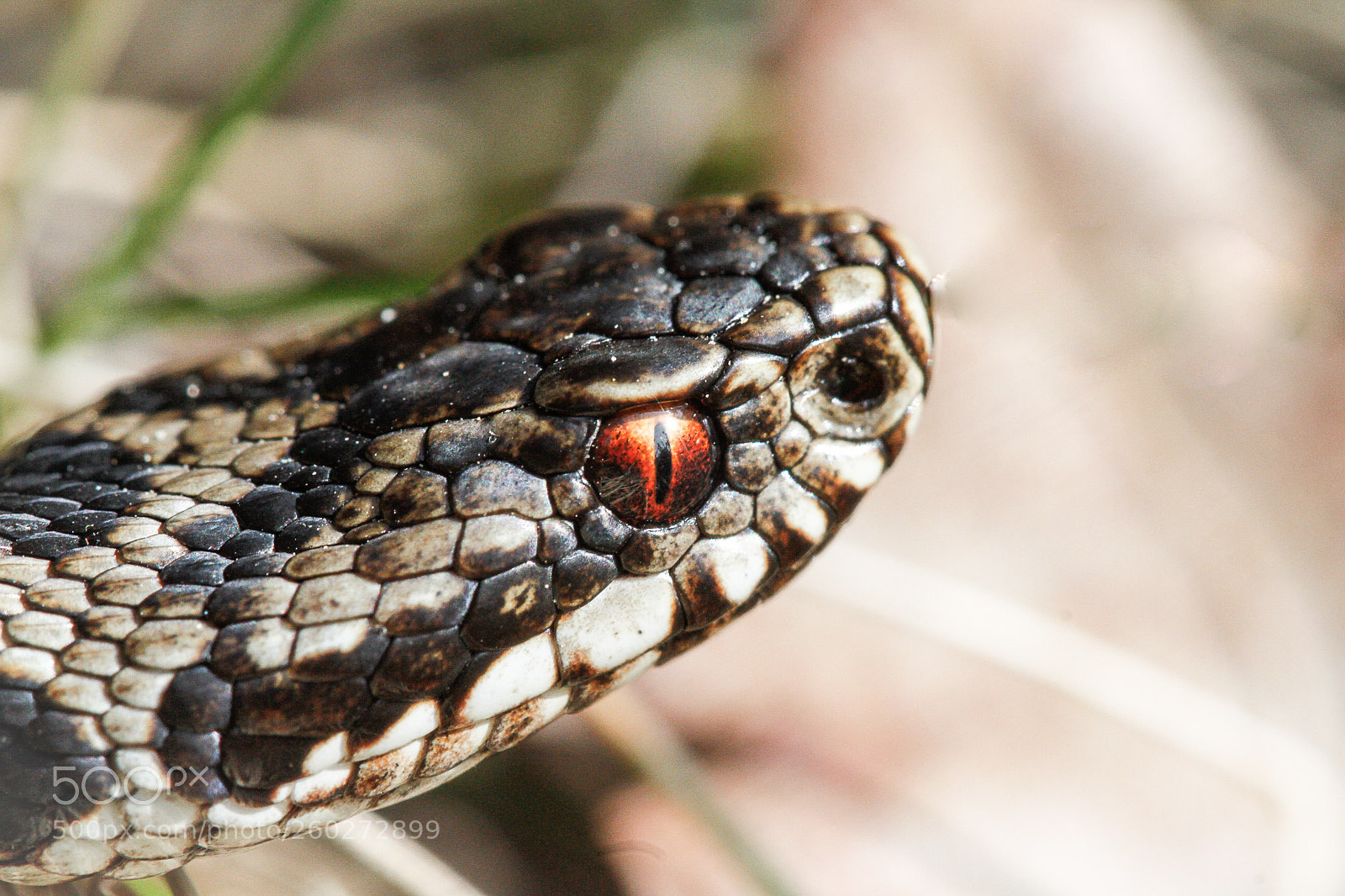 Canon EOS 7D sample photo. Common european adder photography