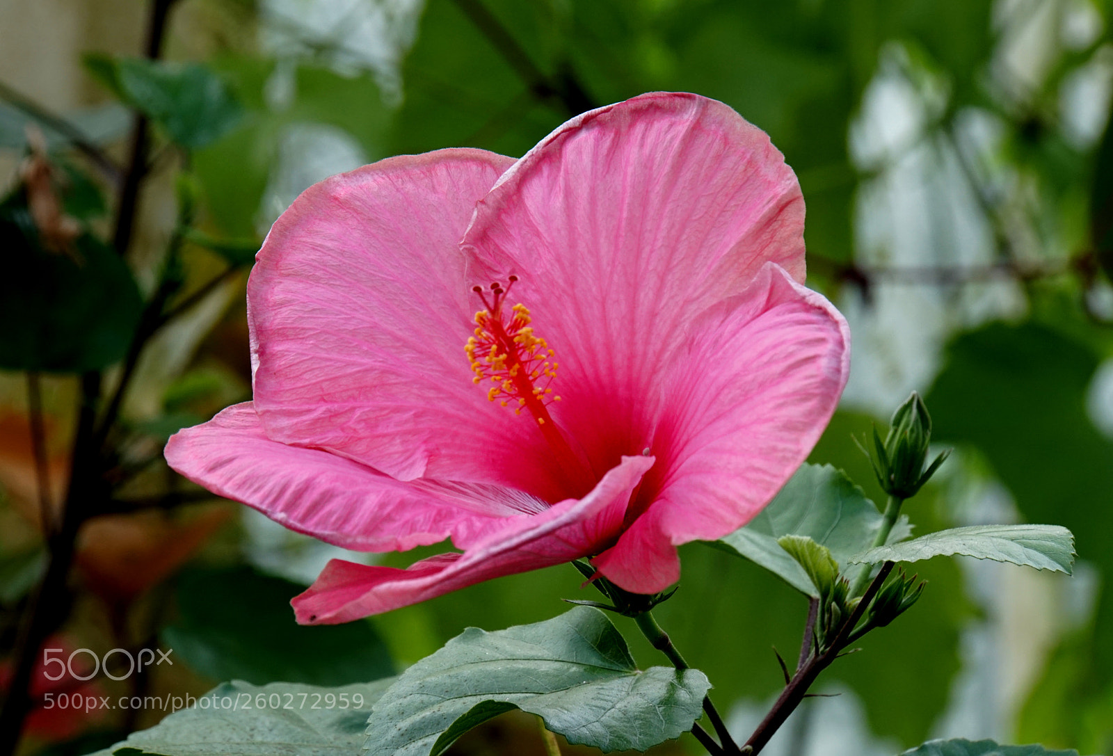 Sony a6300 sample photo. Kew gardens 5 photography