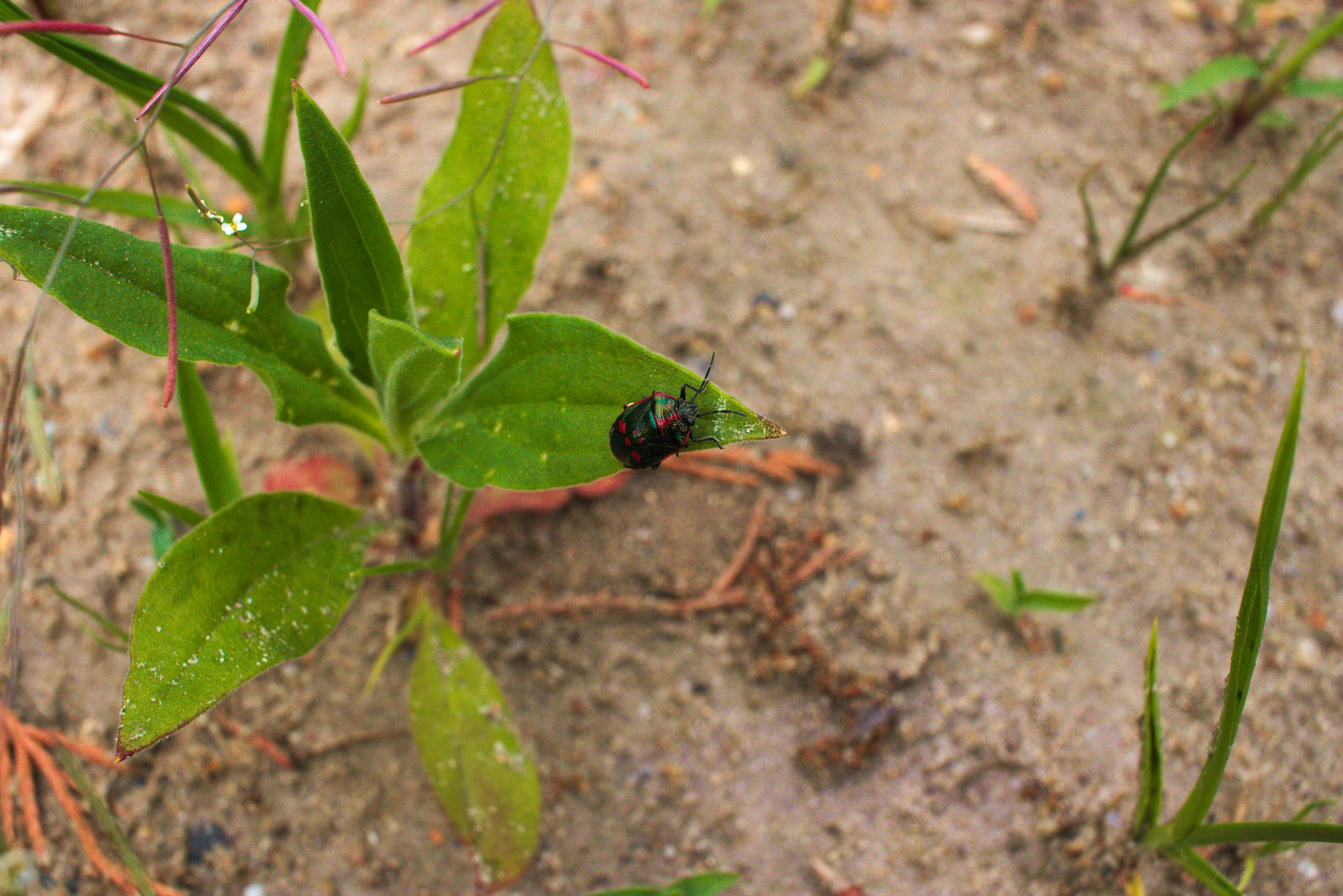 Canon EF-S 24mm F2.8 STM sample photo