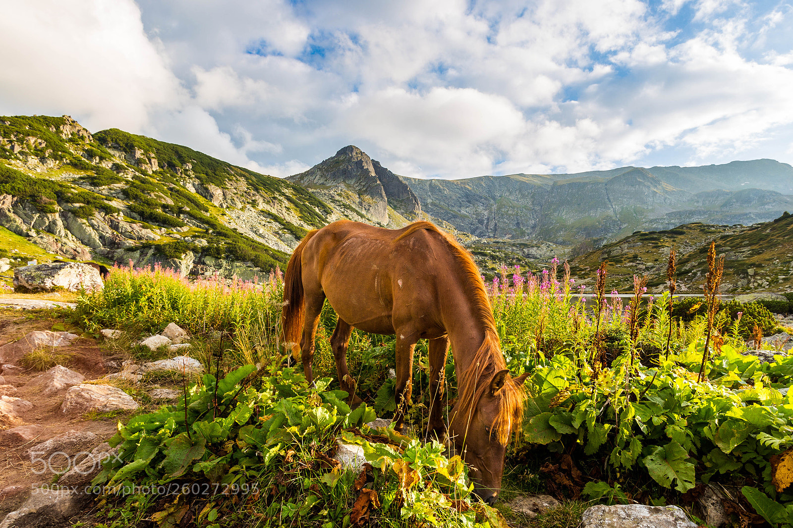 Canon EOS 6D sample photo. Horse in mountain photography