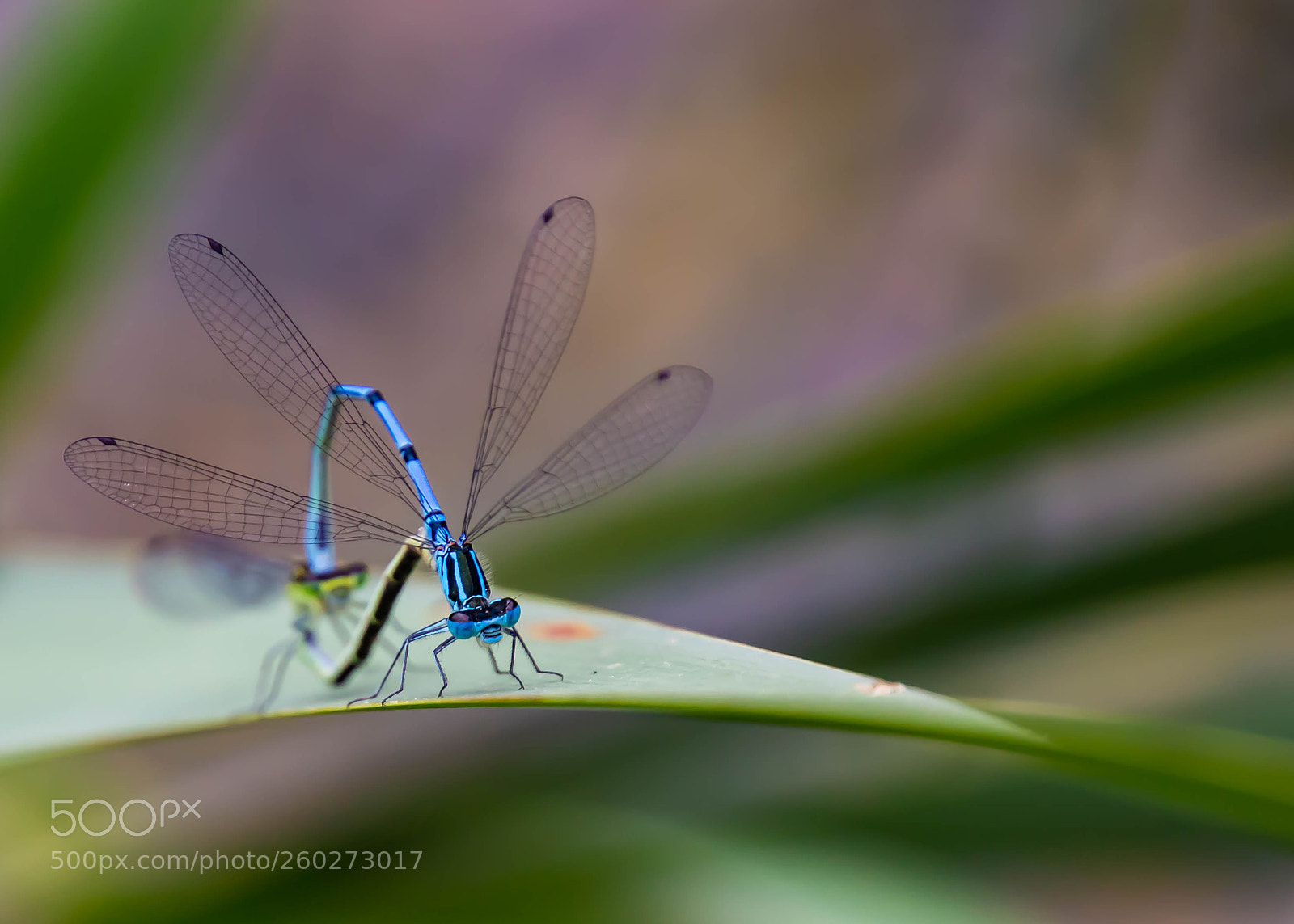Canon EOS 600D (Rebel EOS T3i / EOS Kiss X5) sample photo. Dragonfly photography