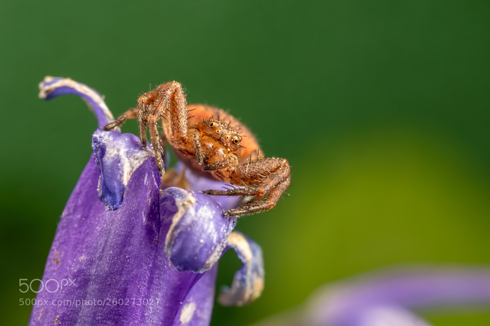 Canon EOS 5D Mark IV sample photo. Predator on the flower photography