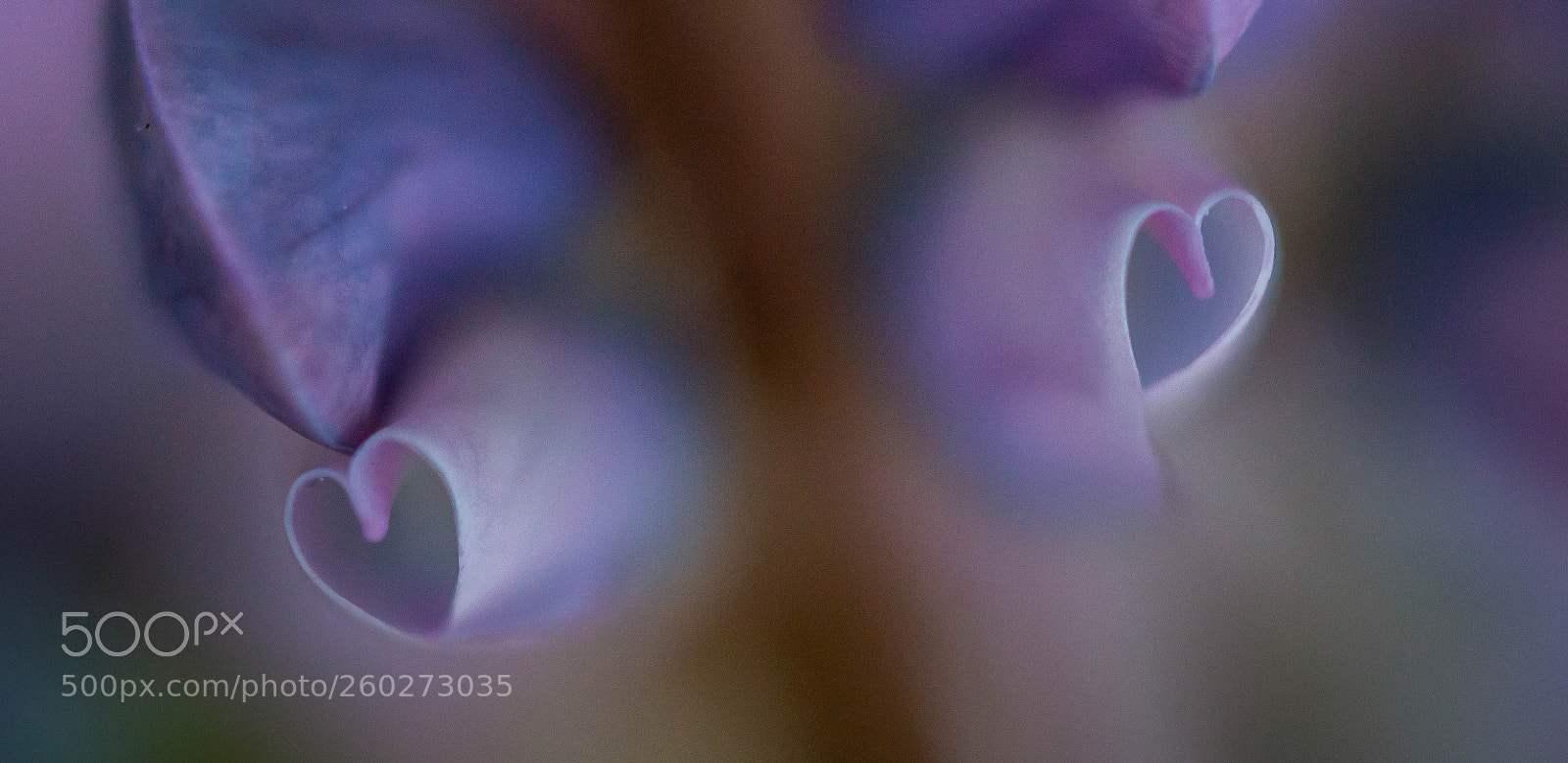 Canon EOS 70D sample photo. Lupinus polyphyllus,flowers hearts photography