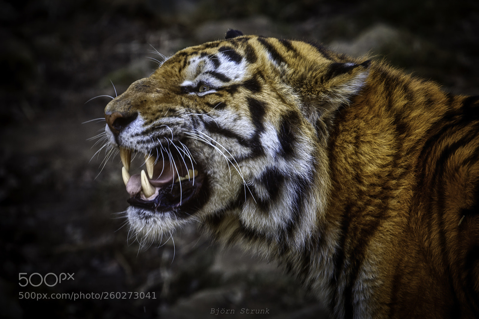 Canon EOS 6D sample photo. Tiger photography