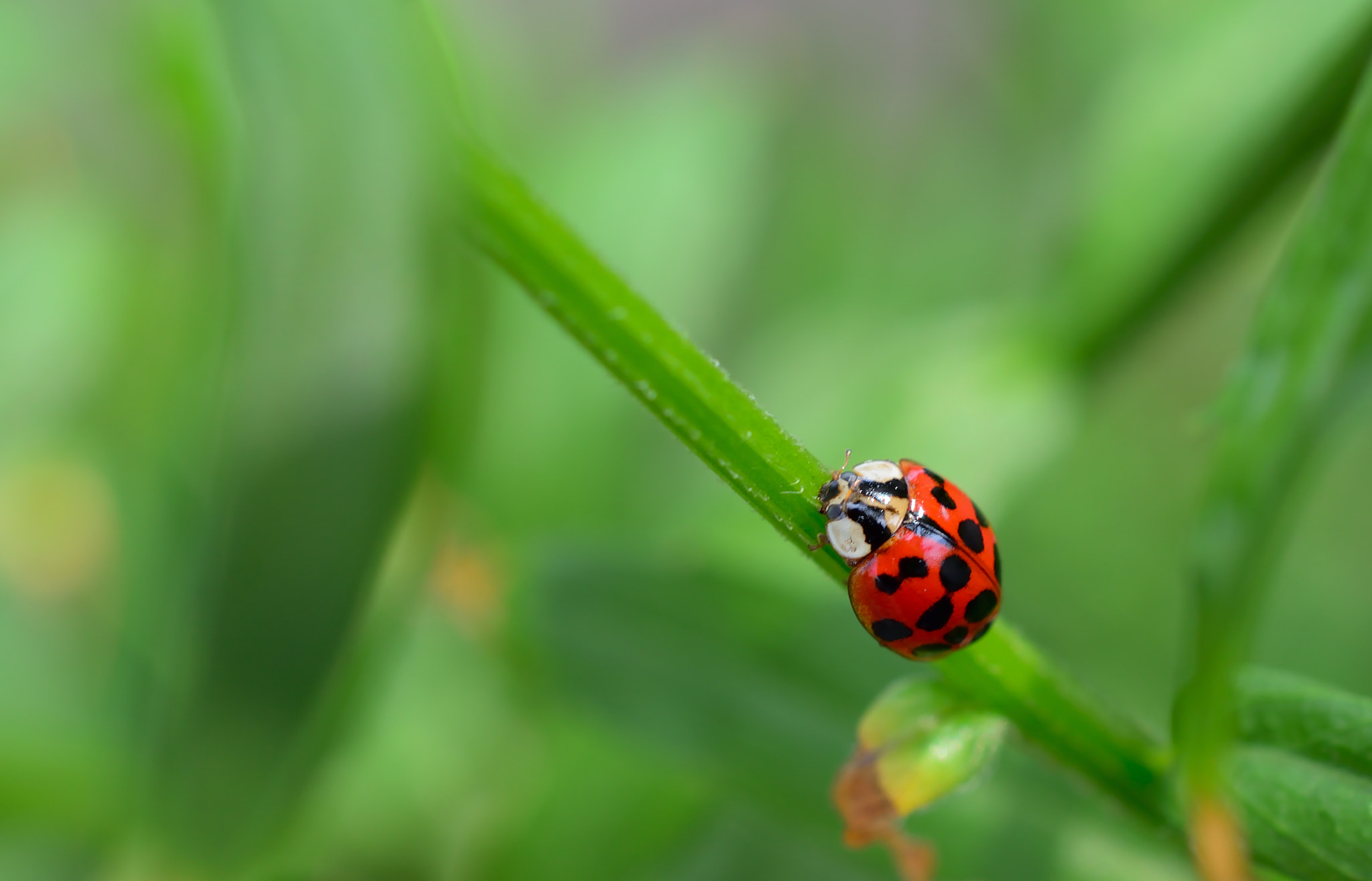 Nikon AF-S DX Micro Nikkor 40mm F2.8 sample photo. * lady bug * photography