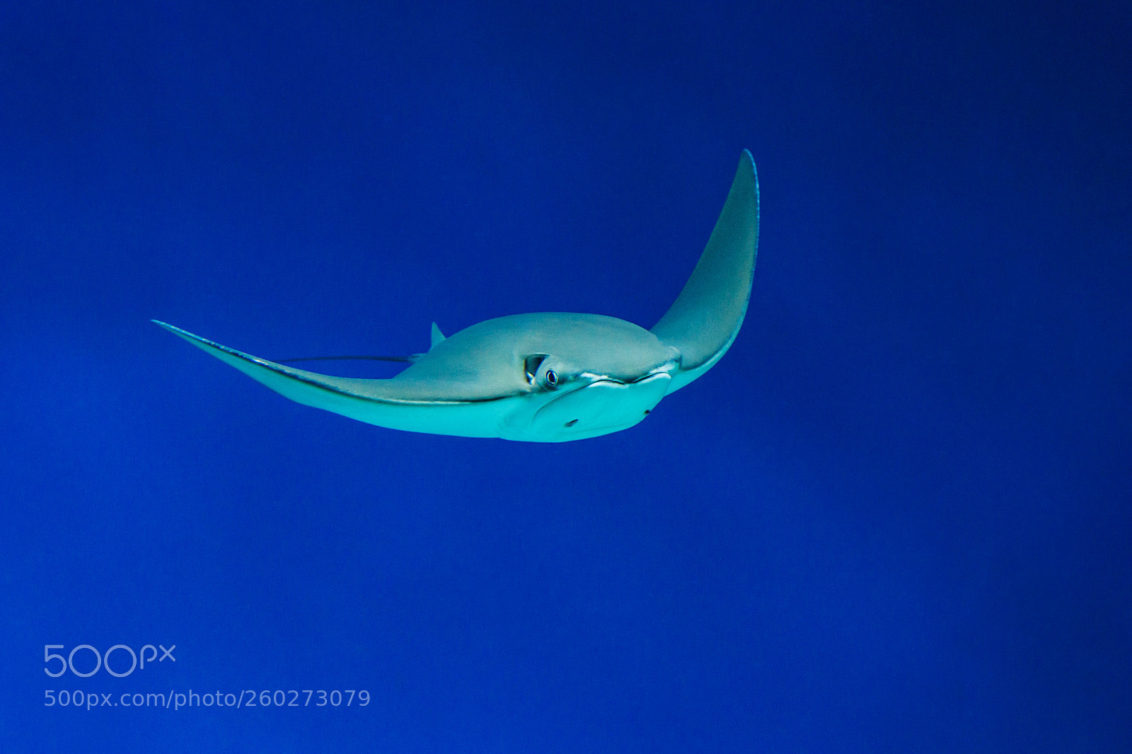 Sony Alpha DSLR-A700 sample photo. Stingray in the blue photography