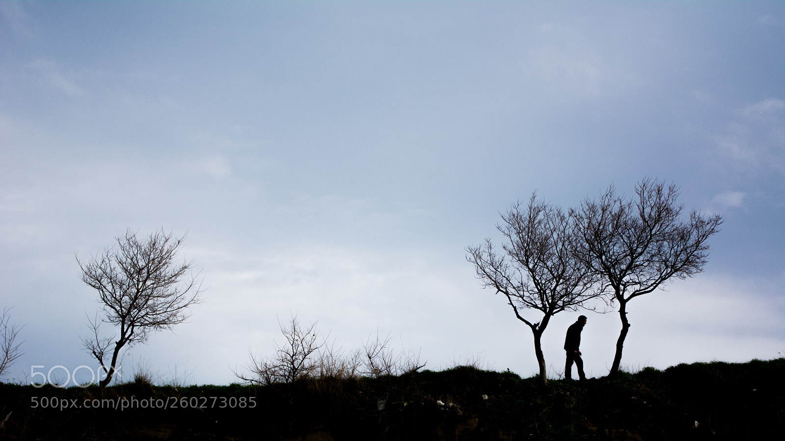 Nikon D7100 sample photo. Tree photography