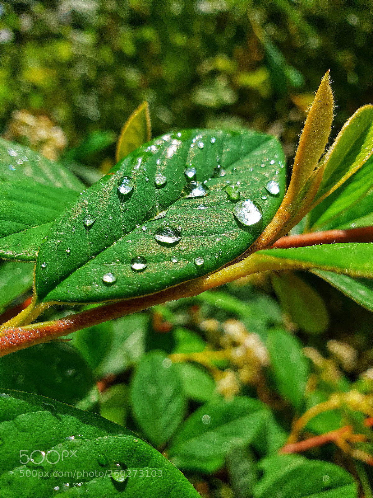 Samsung Galaxy S9+ sample photo. Untitled photography