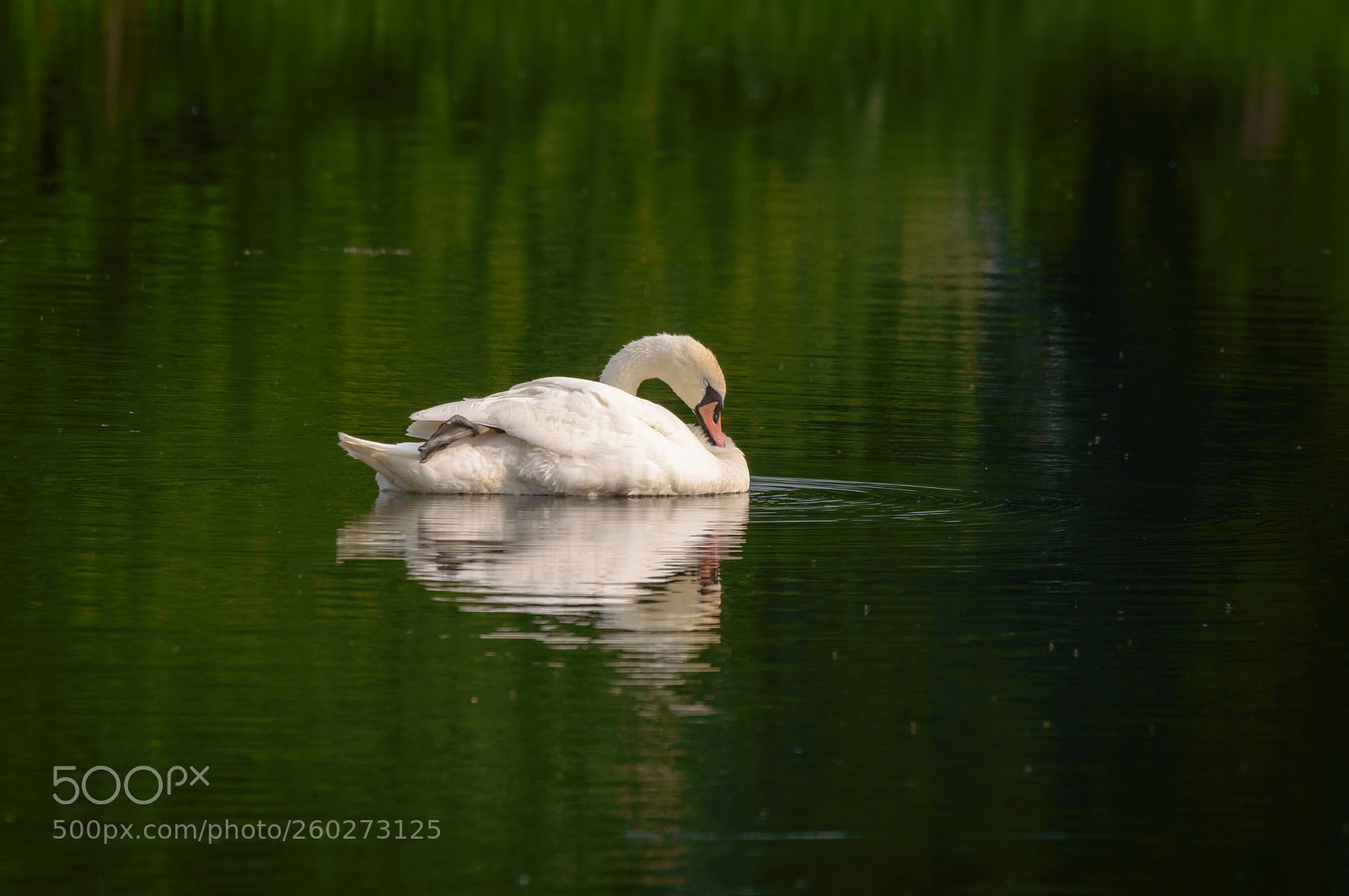 Nikon D3200 sample photo. Mute swan at rest photography