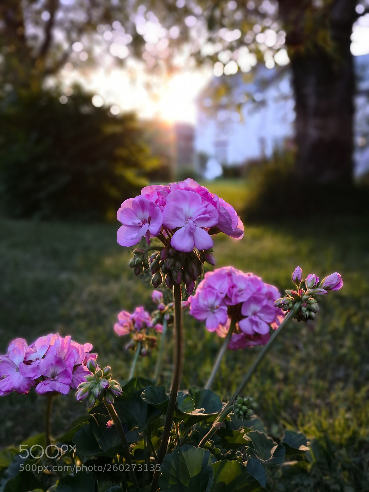 HUAWEI Mate 10 Pro sample photo. Begonia in garden photography