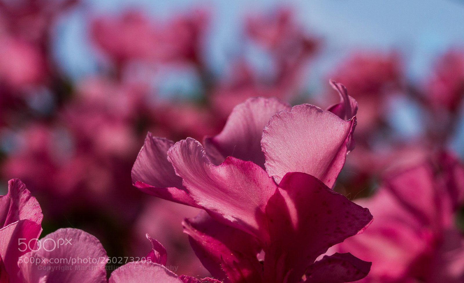 Canon EOS 7D sample photo. Flowers 27052018 photography