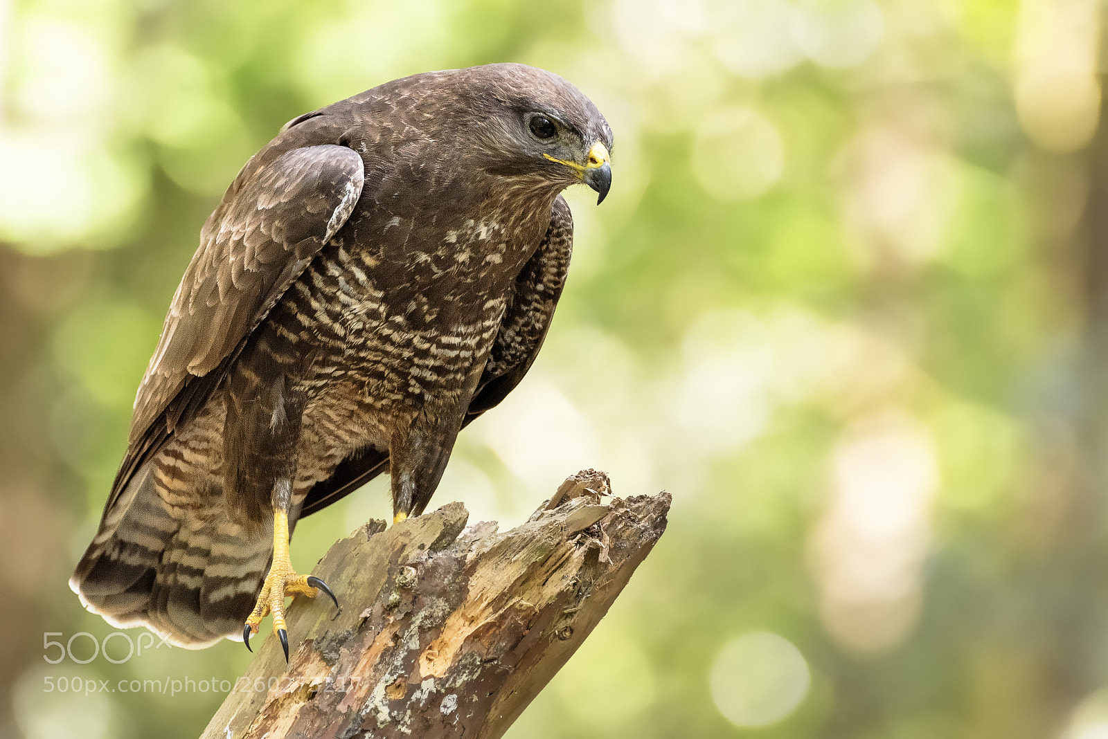Pentax K-1 sample photo. Buzzard photography