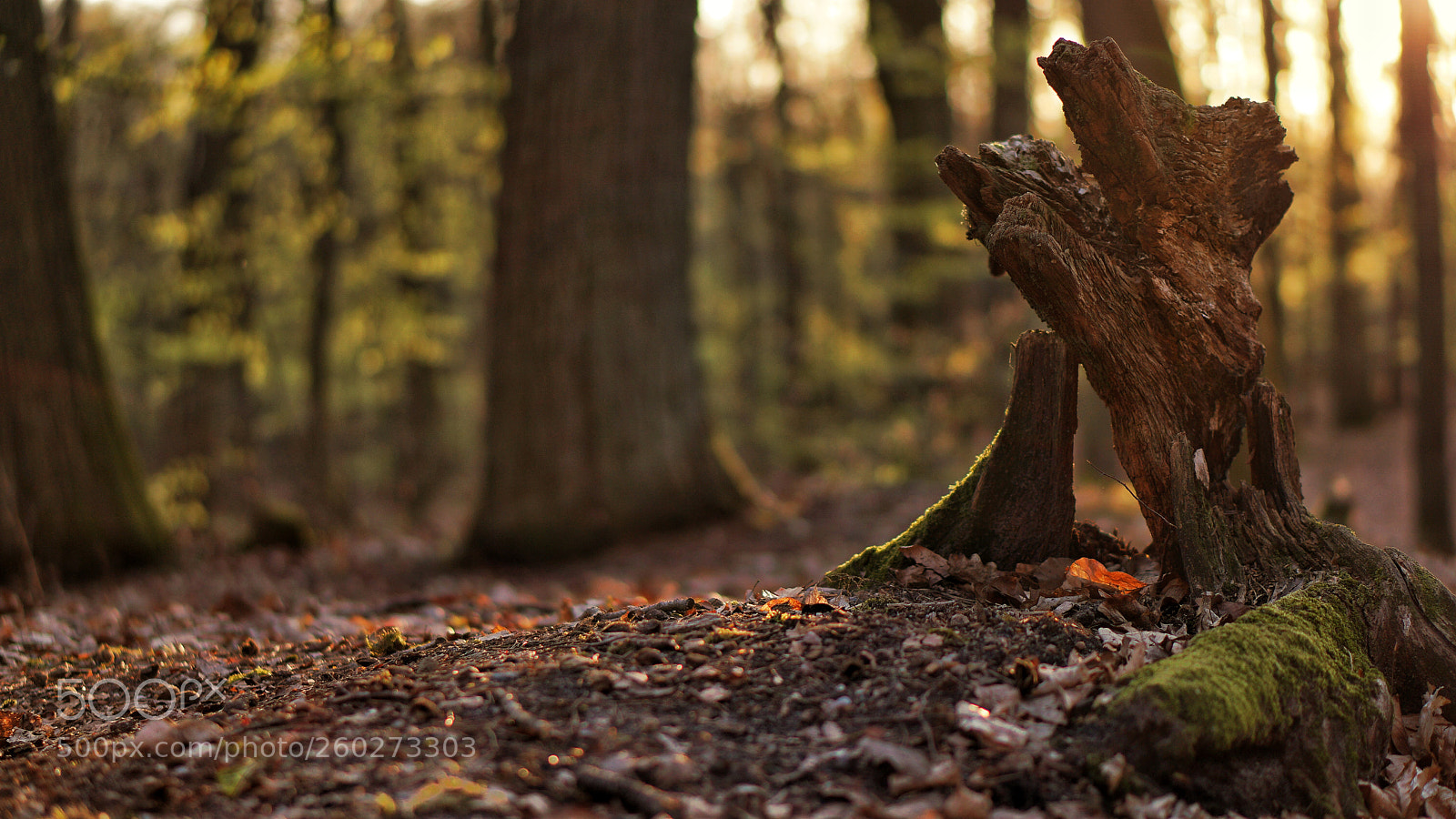 Sony a6000 sample photo. Nature inspires to simplicity photography