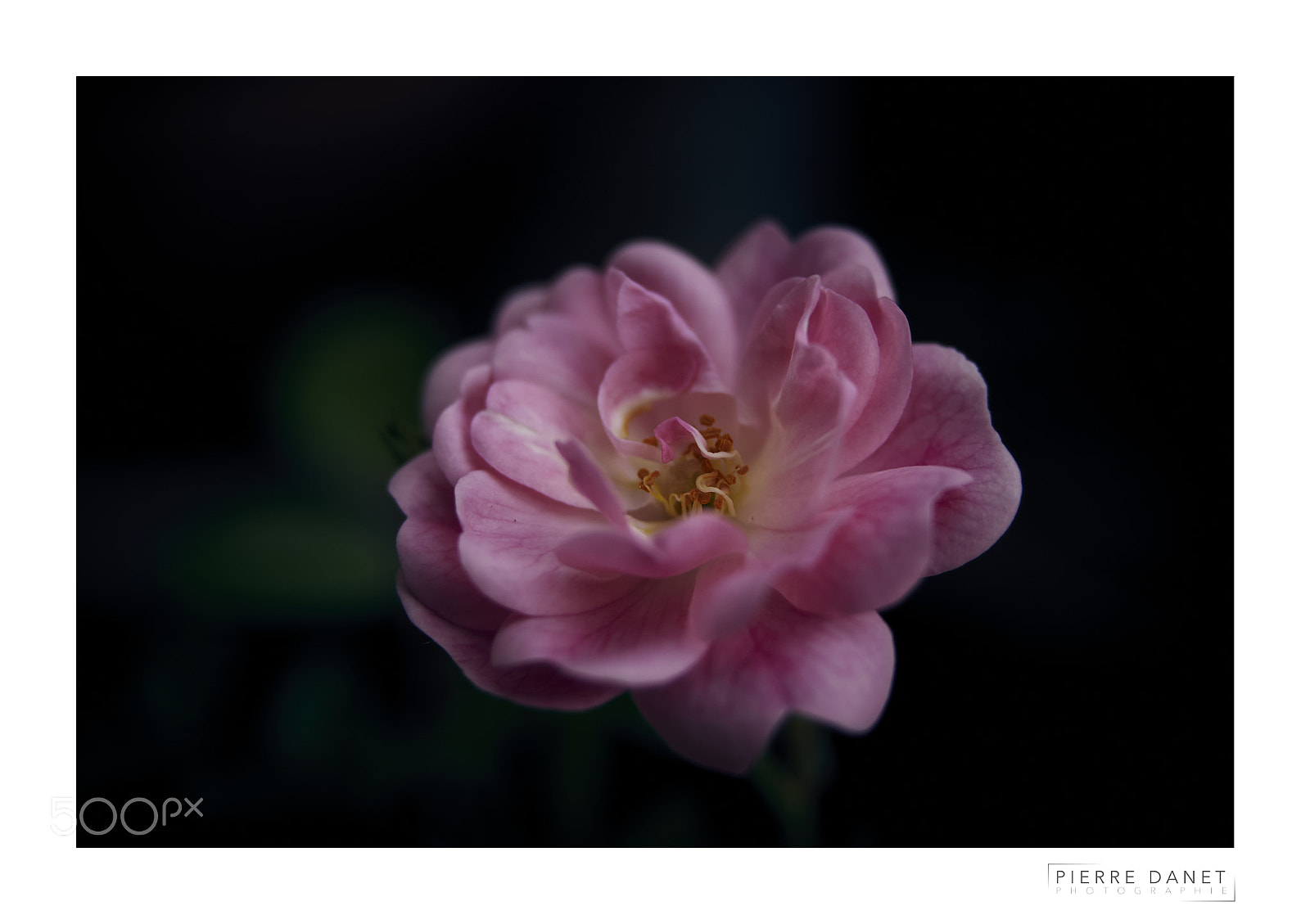Olympus OM-D E-M10 sample photo. Fragile photography