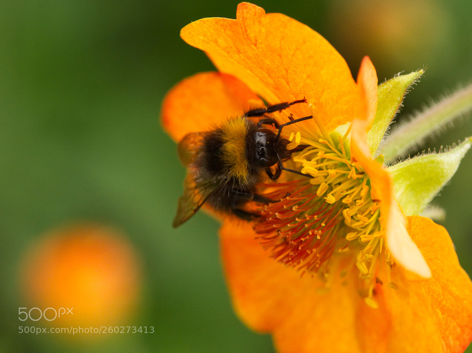 Olympus OM-D E-M5 II sample photo. Bee on geum photography