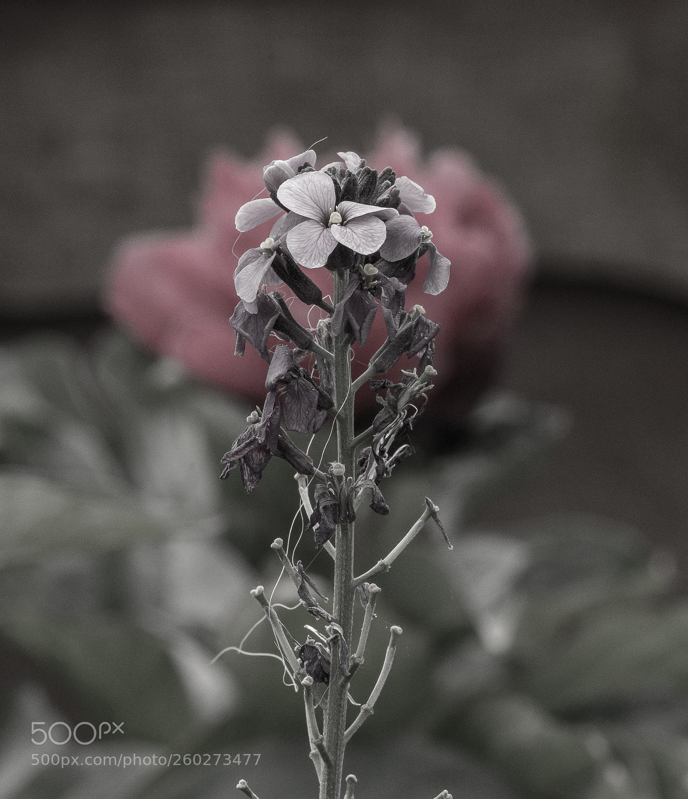 Sony a7R III sample photo. Pic photography