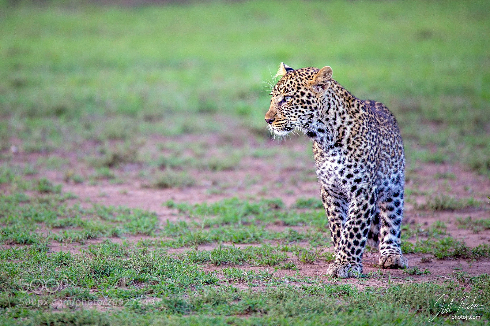 Canon EOS 6D sample photo. Mini leo photography