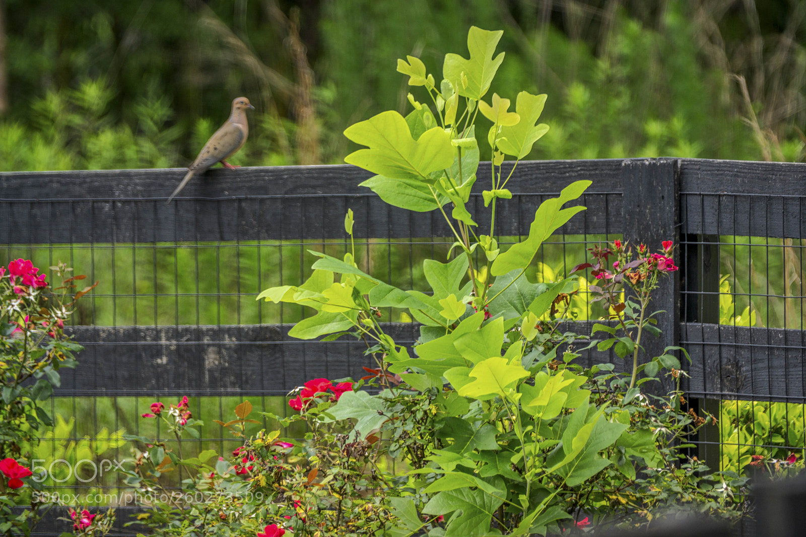 Sony a6000 sample photo. Georgia state bird photography